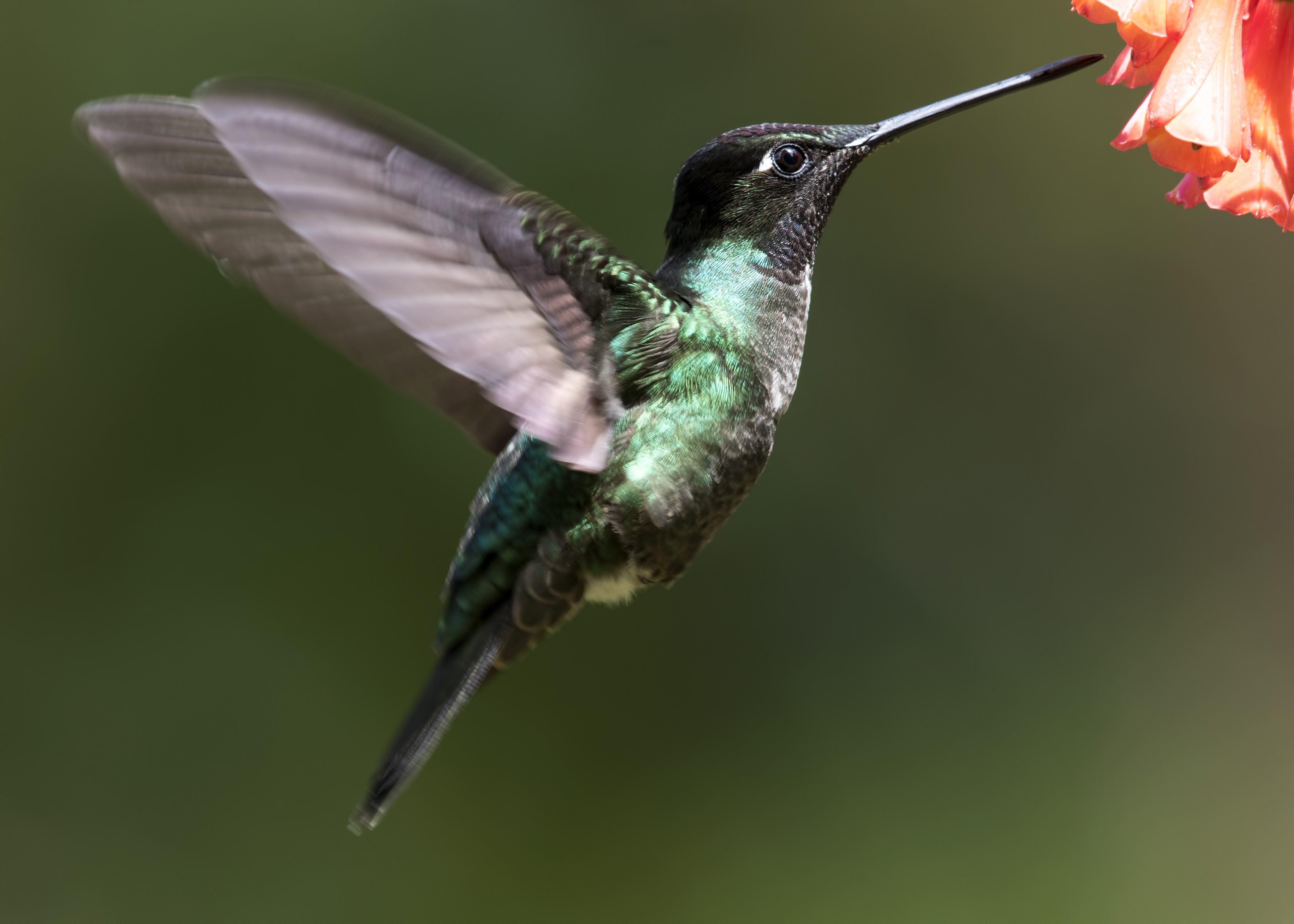 Fiery-throated Hummingbird