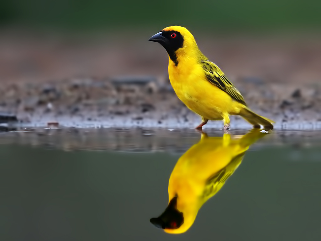 African Golden-Weaver