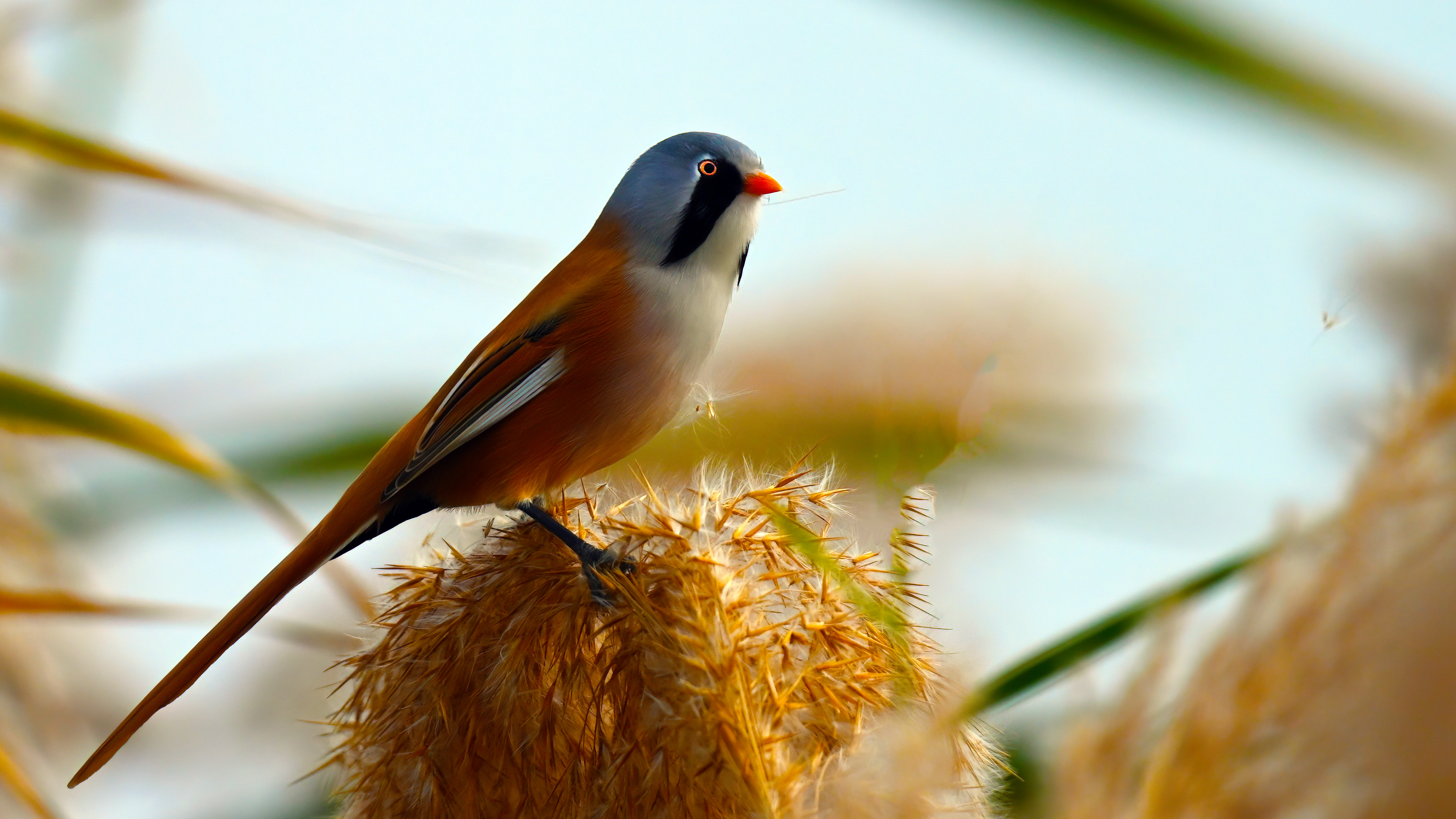 Bearded Reedling