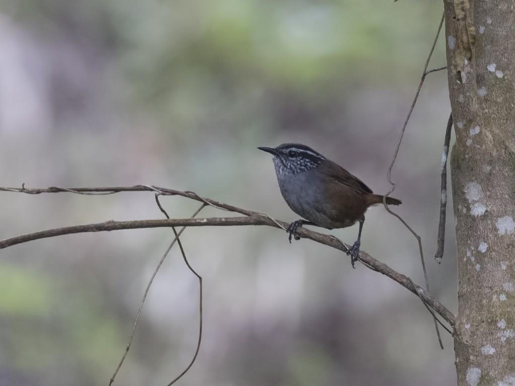 Gray-breasted Wood-Wren