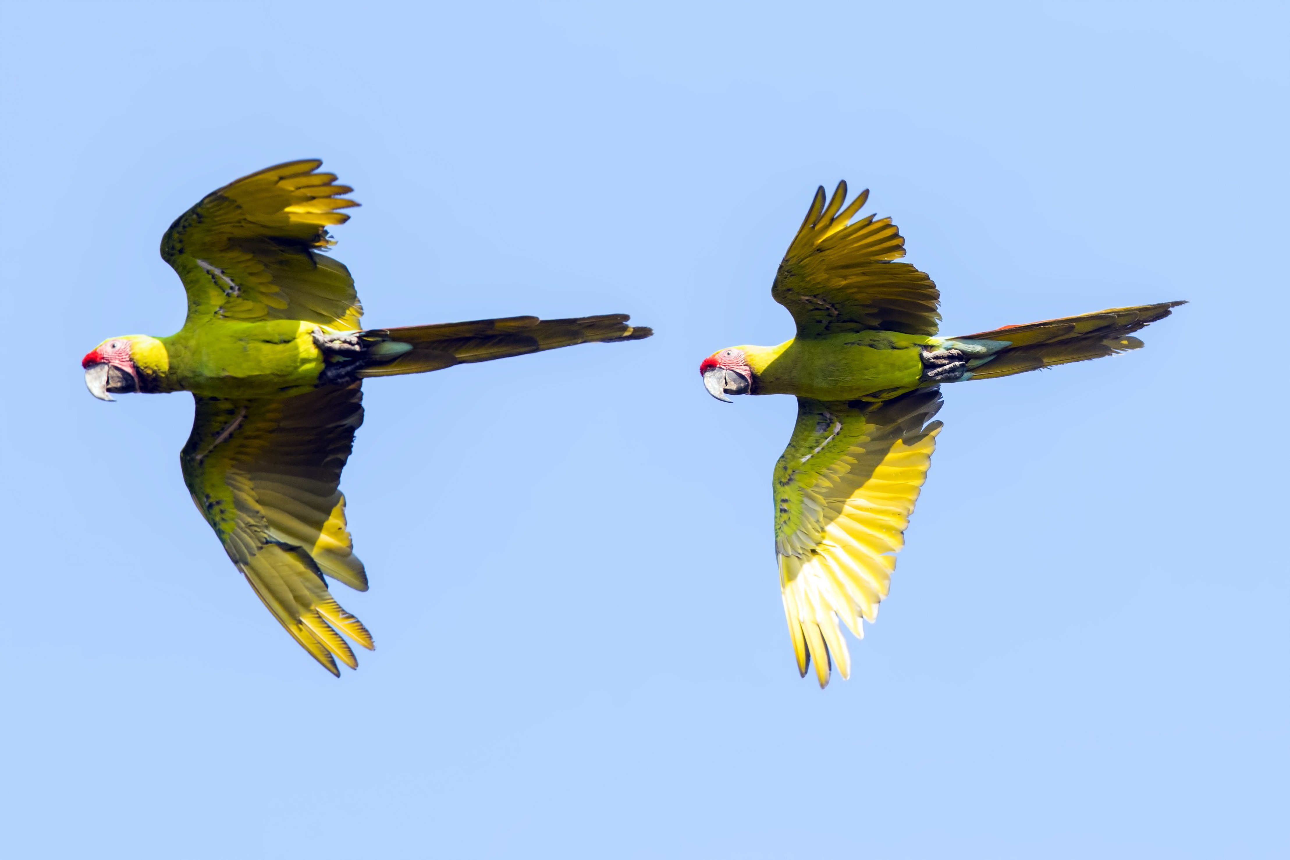 Great Green Macaw
