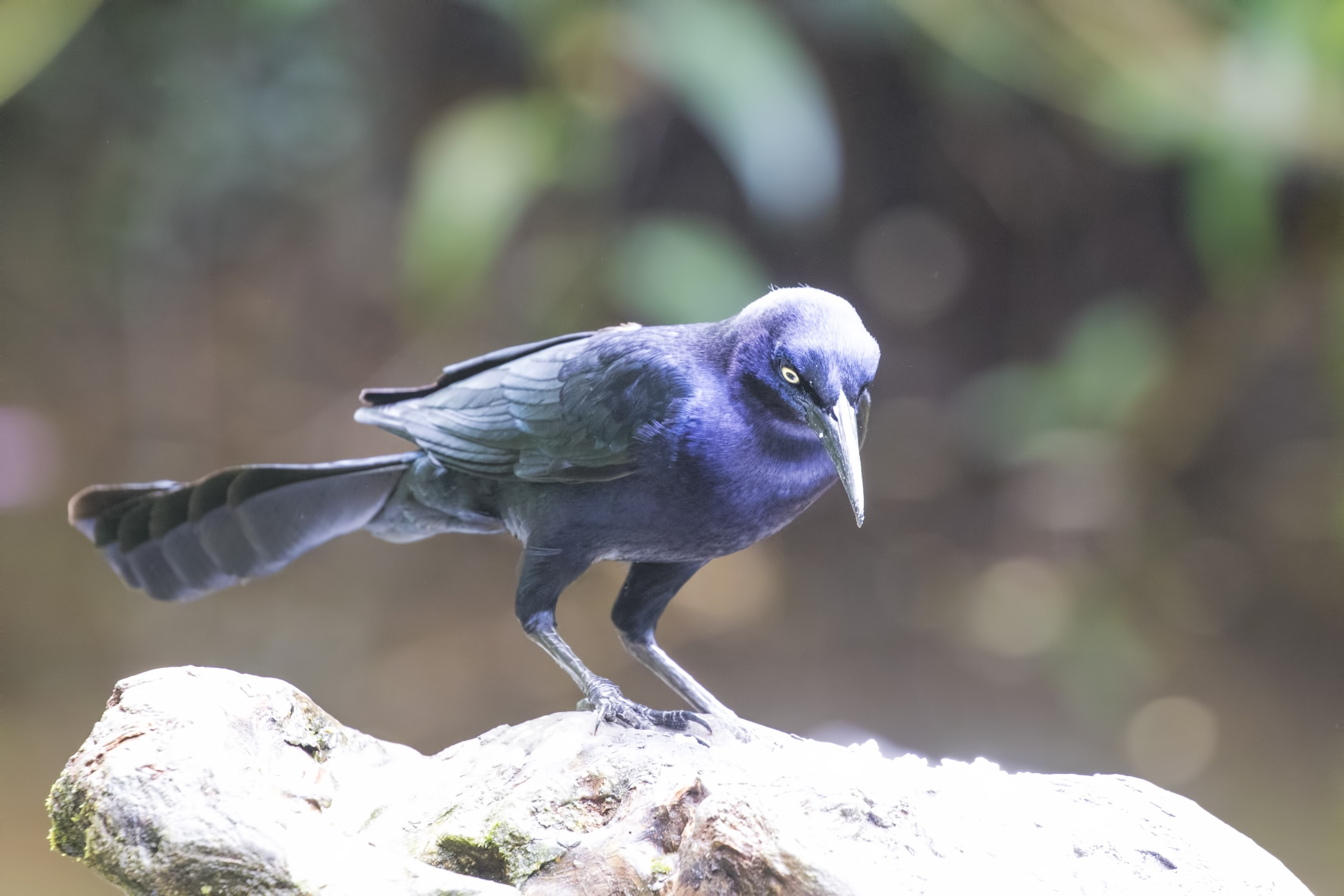 Great-tailed Grackle — Ana fotoğraf