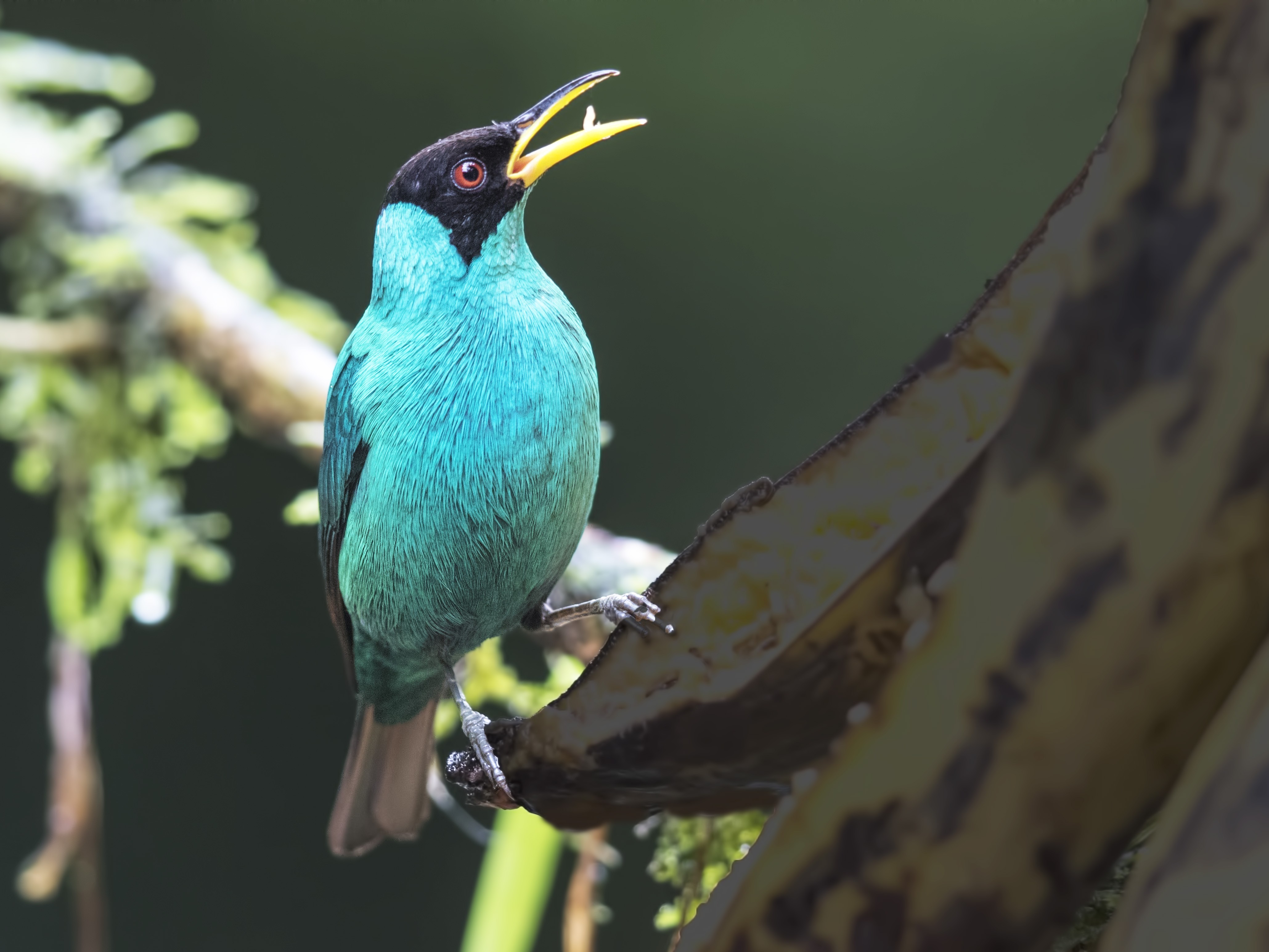 Green Honeycreeper
