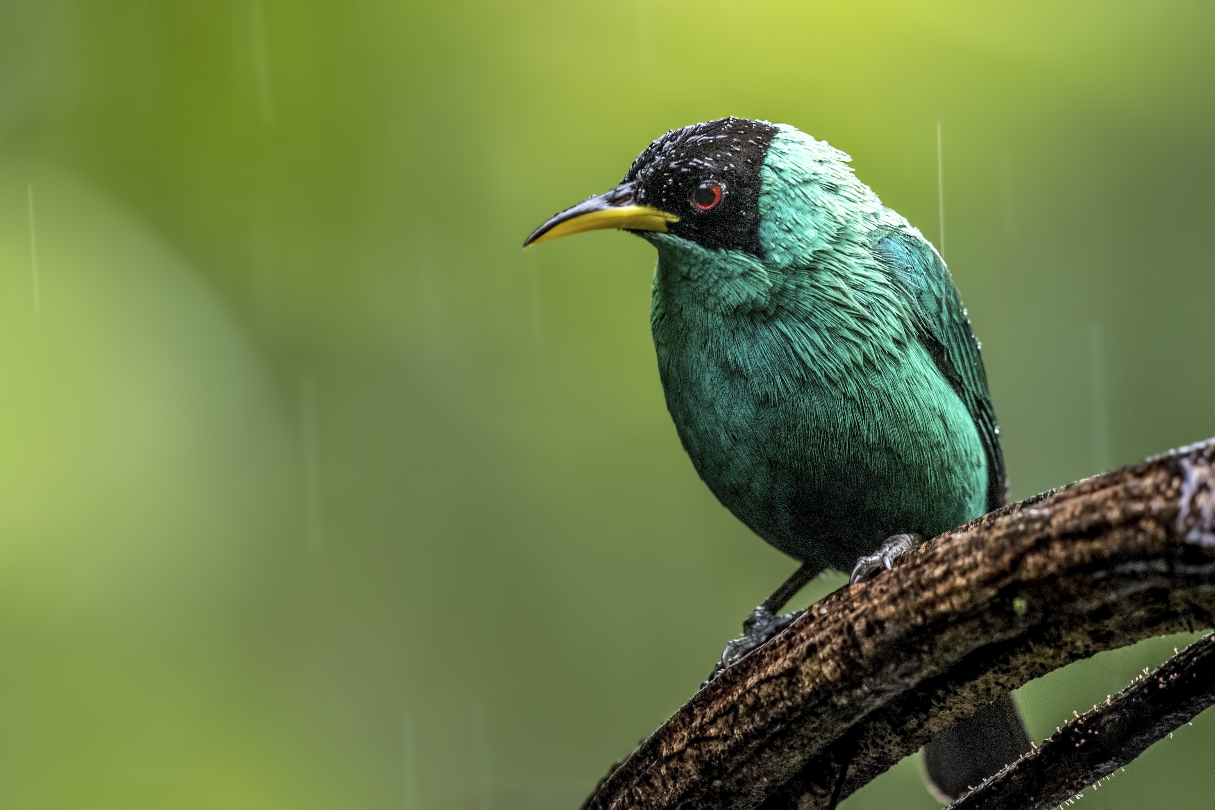 Green Honeycreeper — Ana fotoğraf