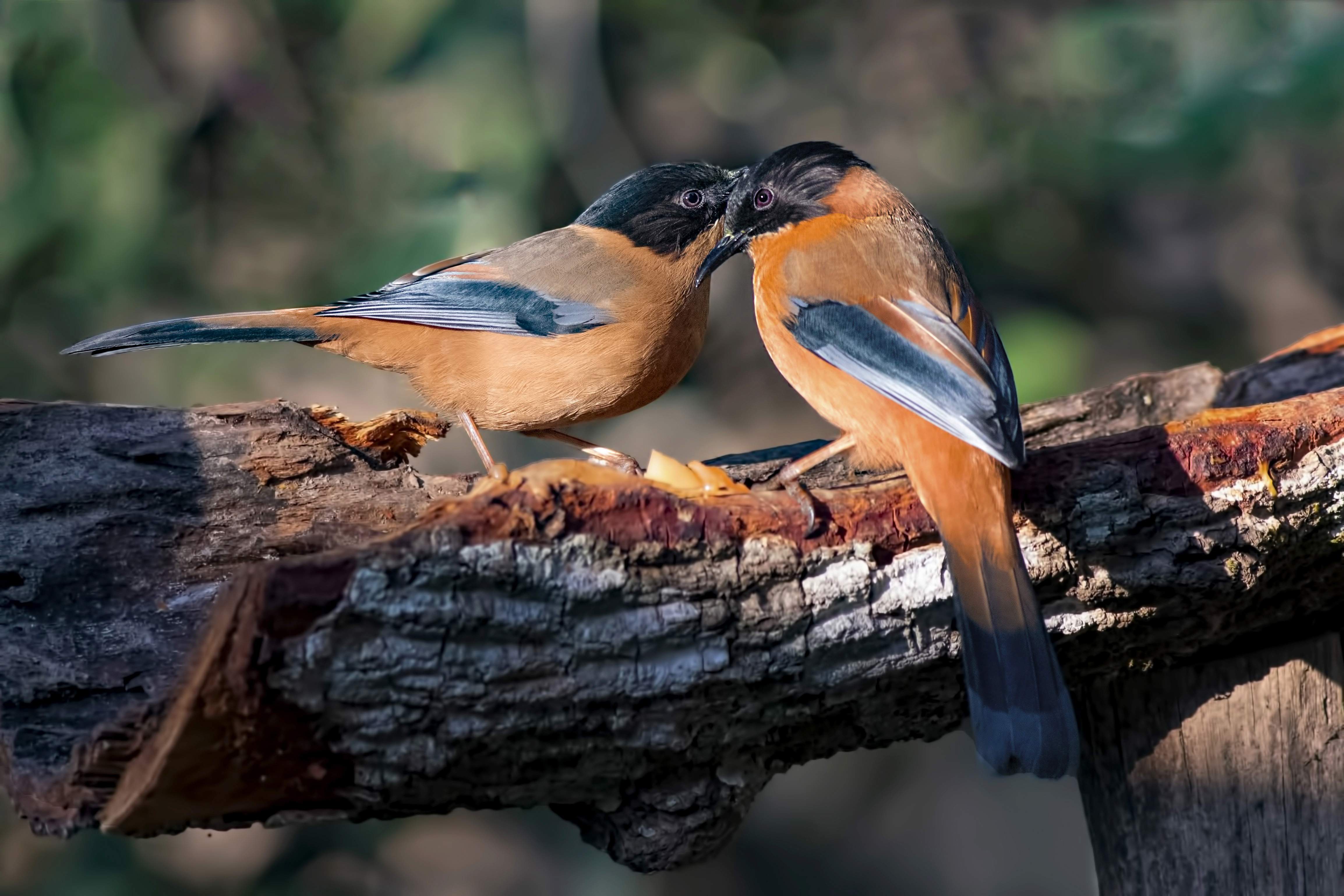 Rufous Sibia — Ana fotoğraf