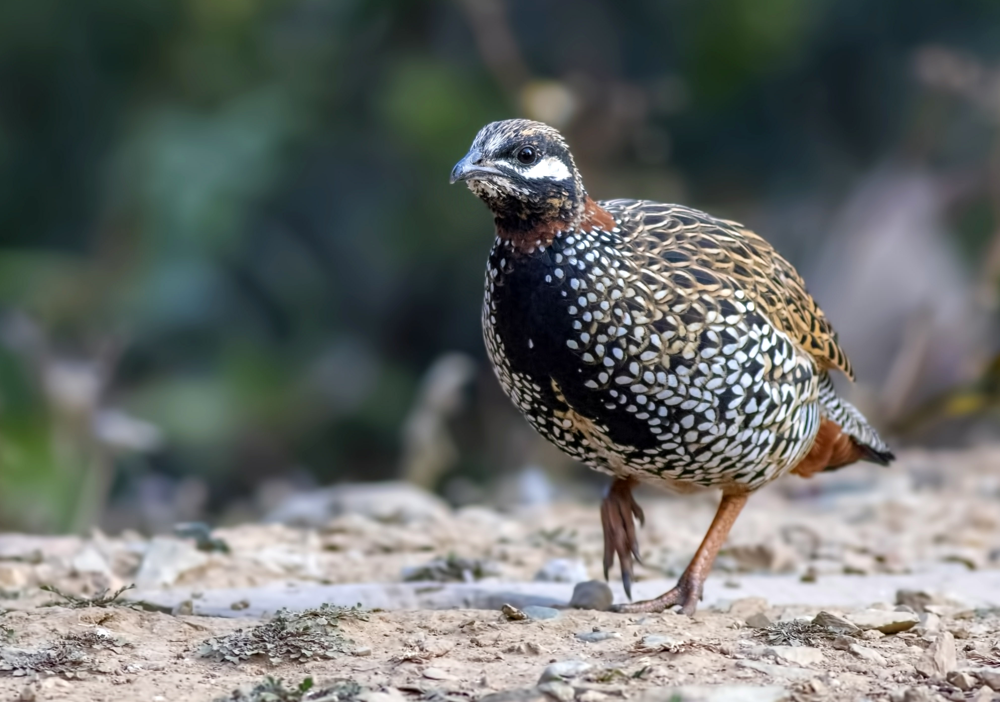Black Francolin