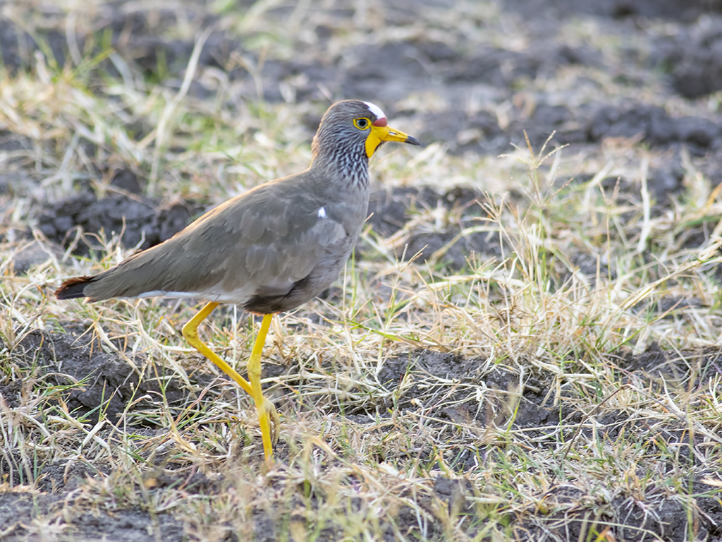 Wattled Lapwing