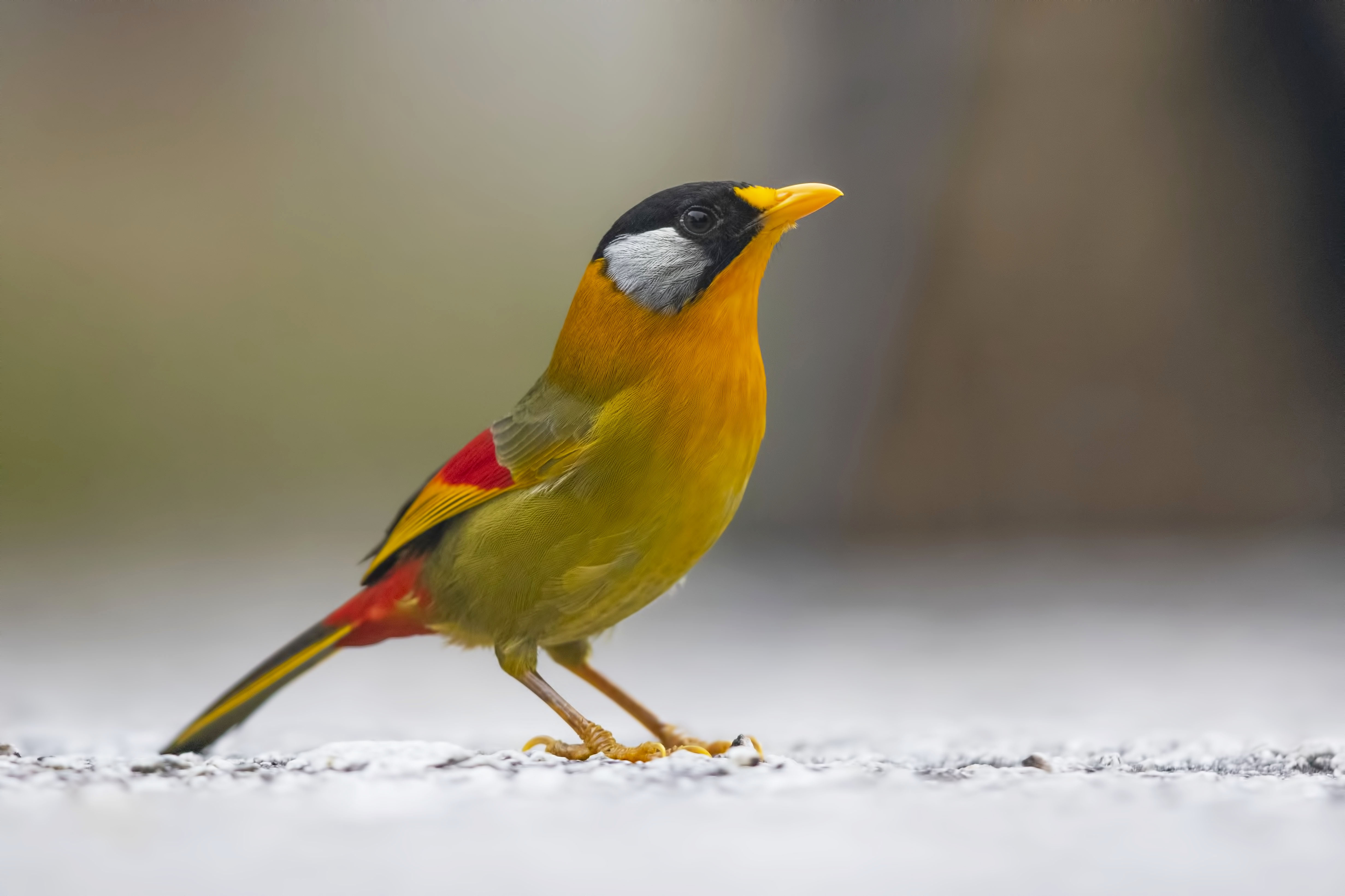 Silver-eared Mesia — Ana fotoğraf
