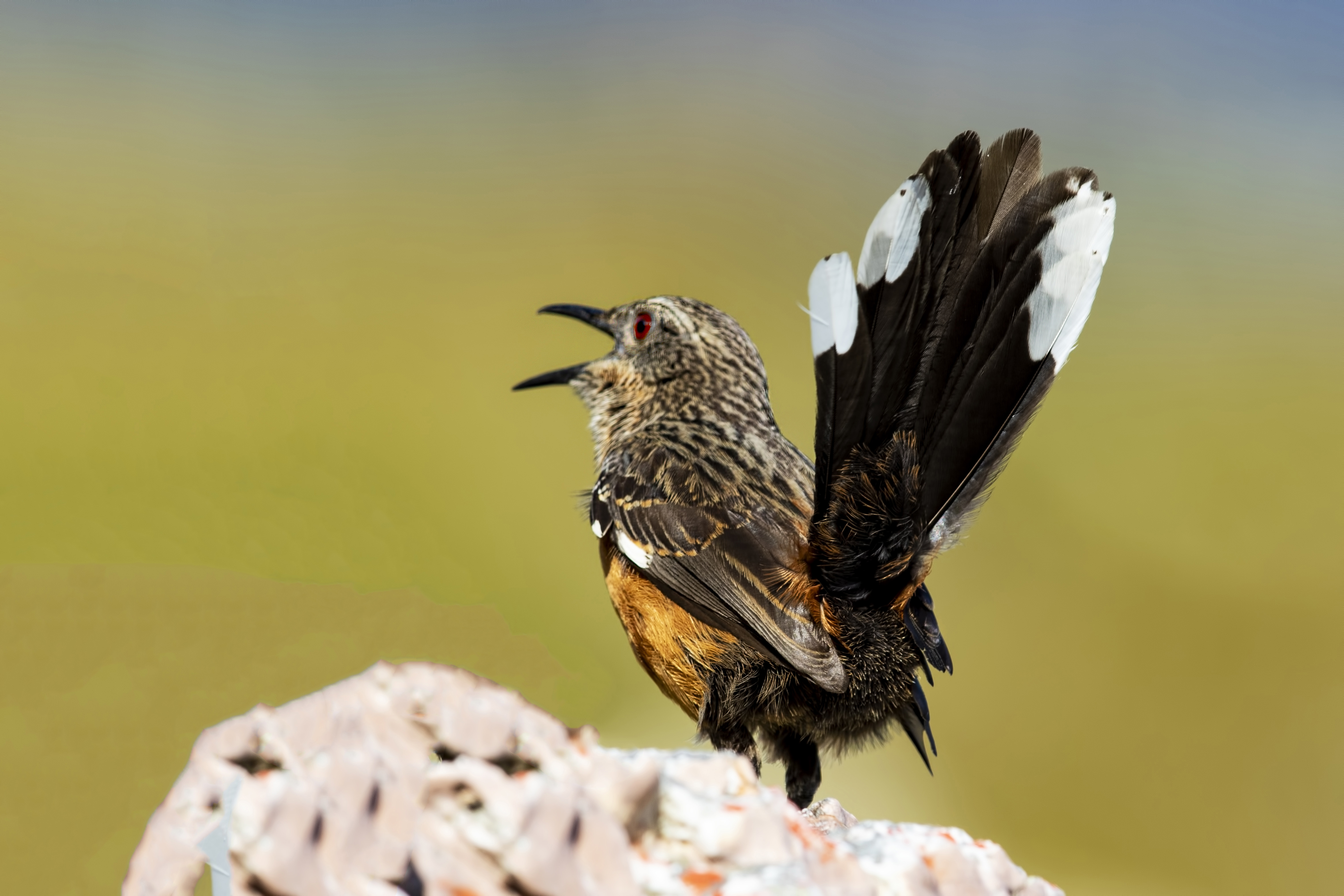 Cape Rockjumper
