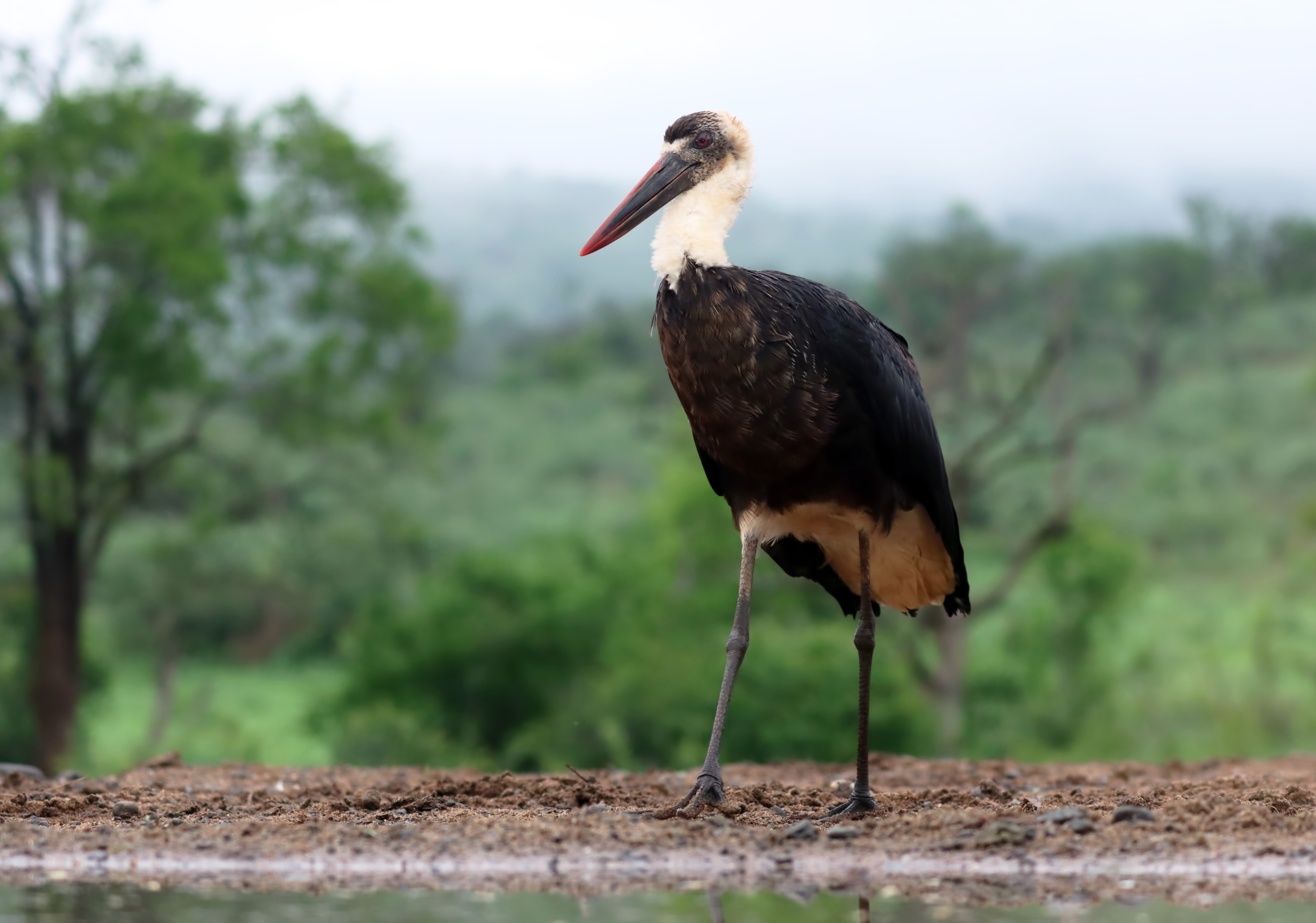 Marabou Stork