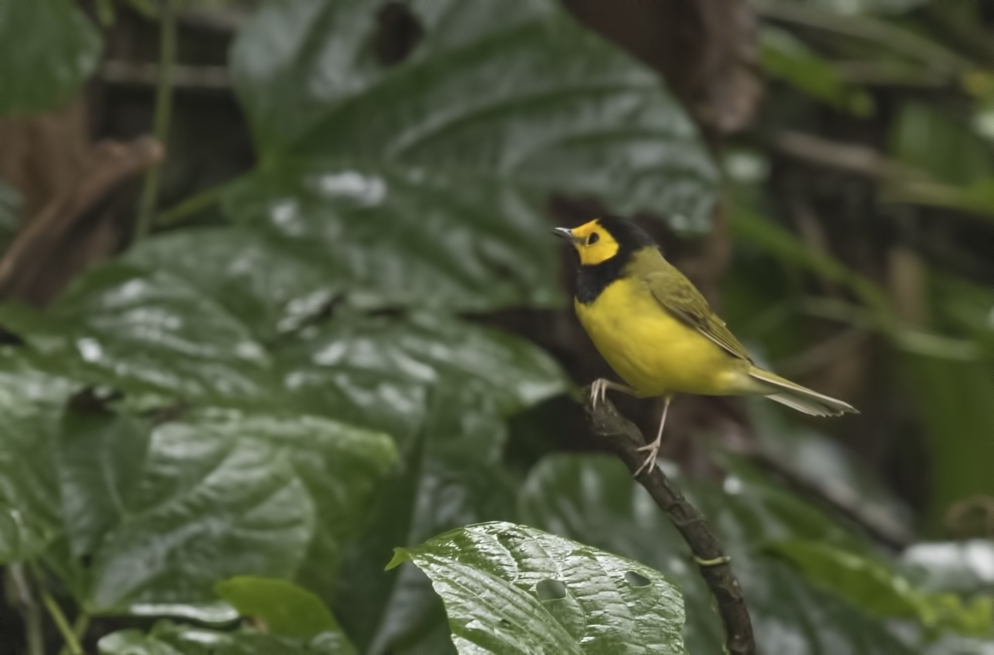 Hooded Warbler