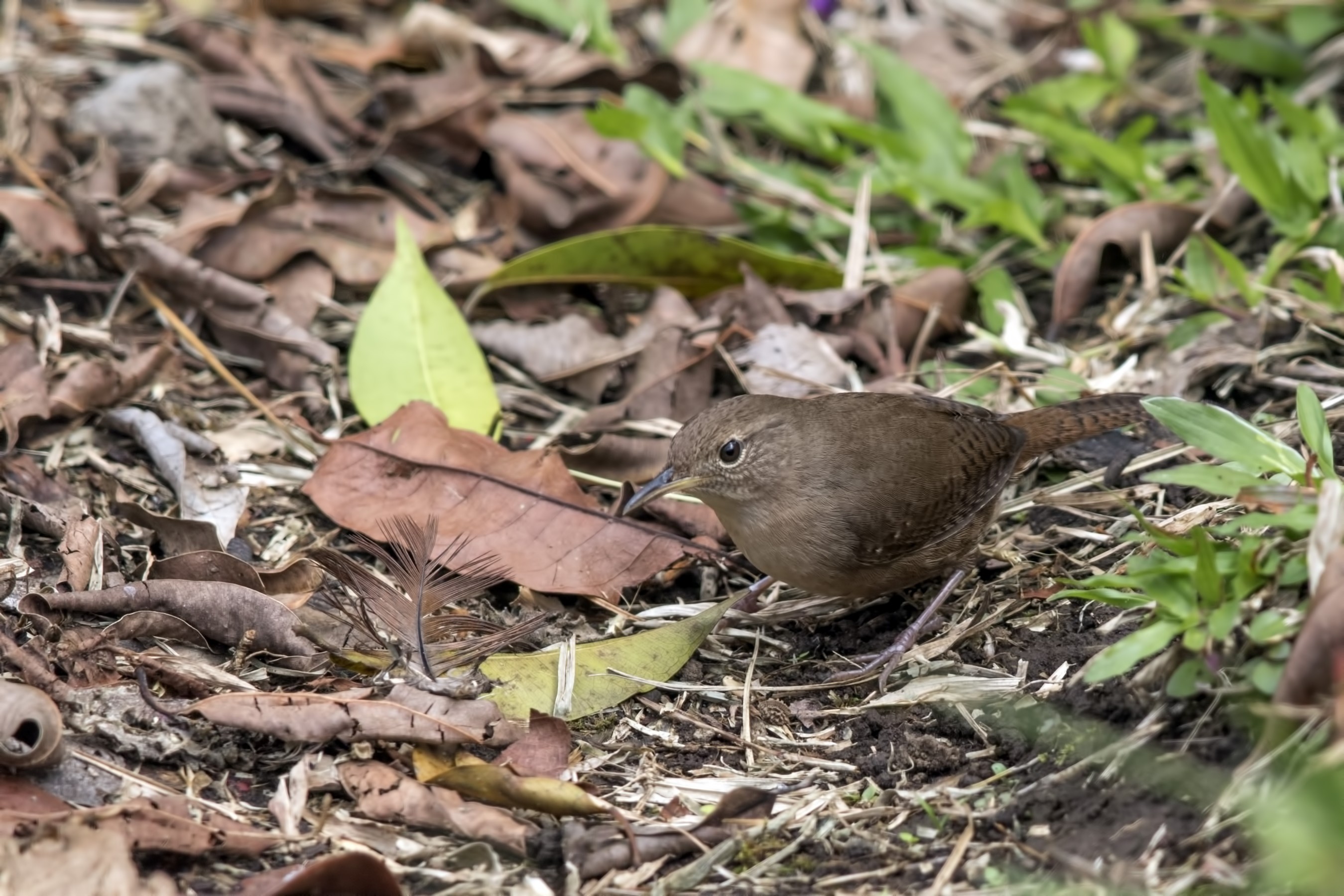 Southern House Wren