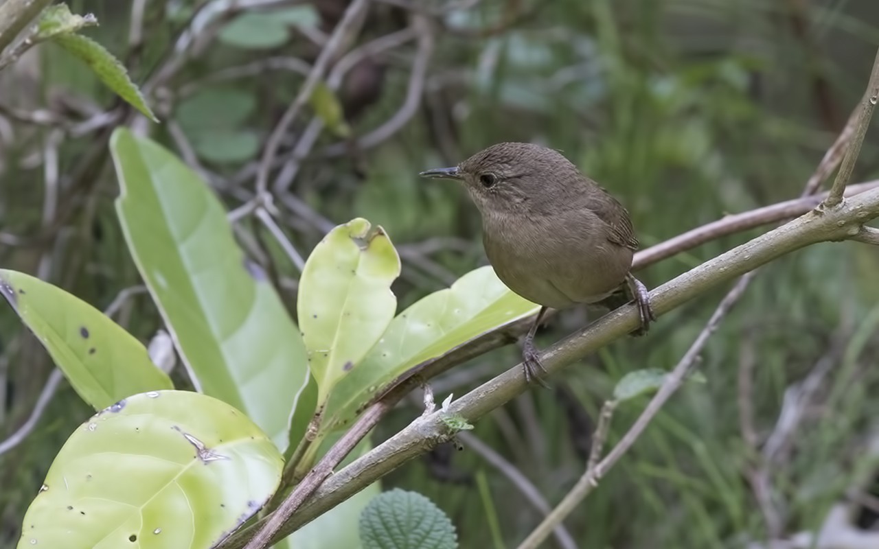 House Wren