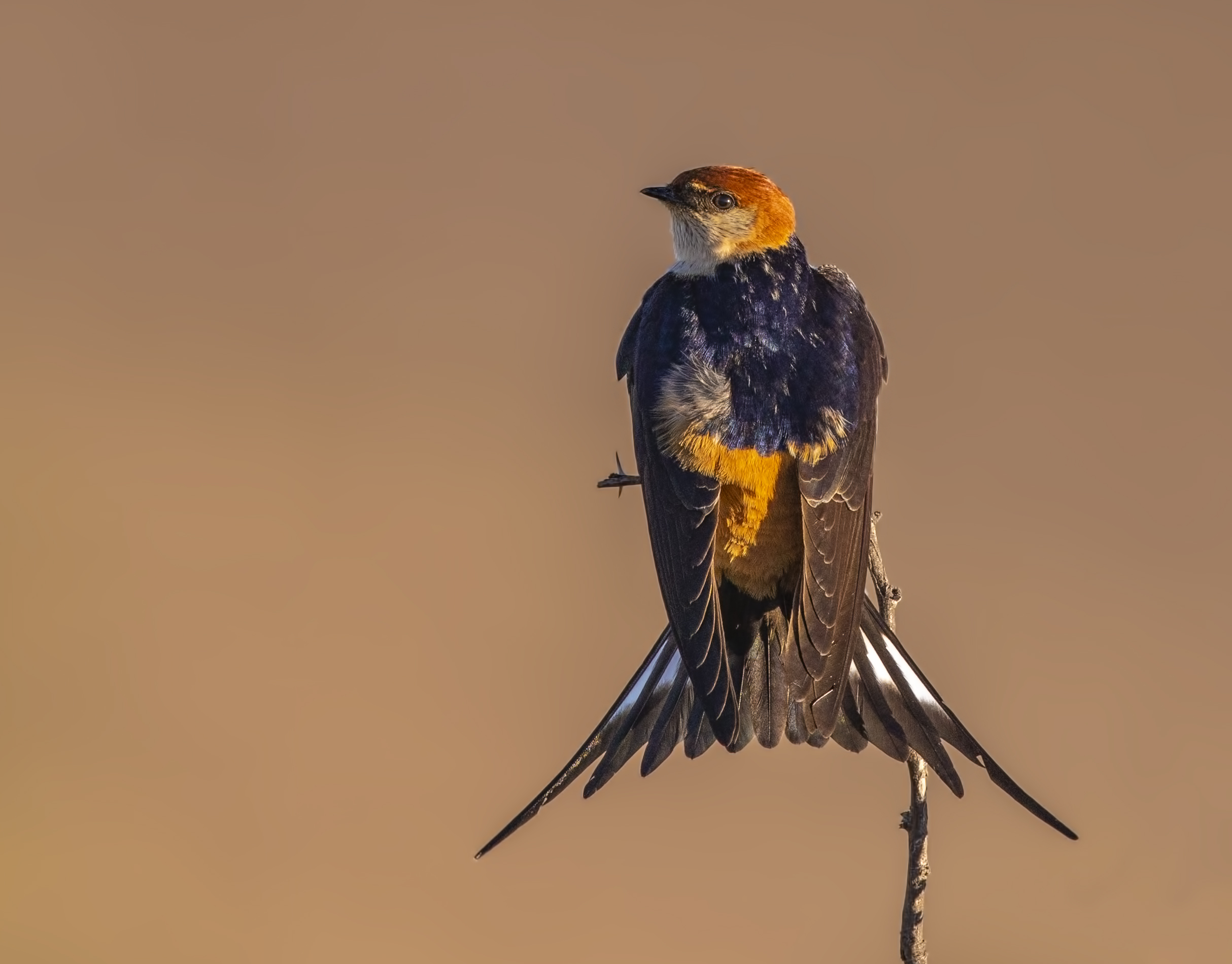 Greater Striped Swallow
