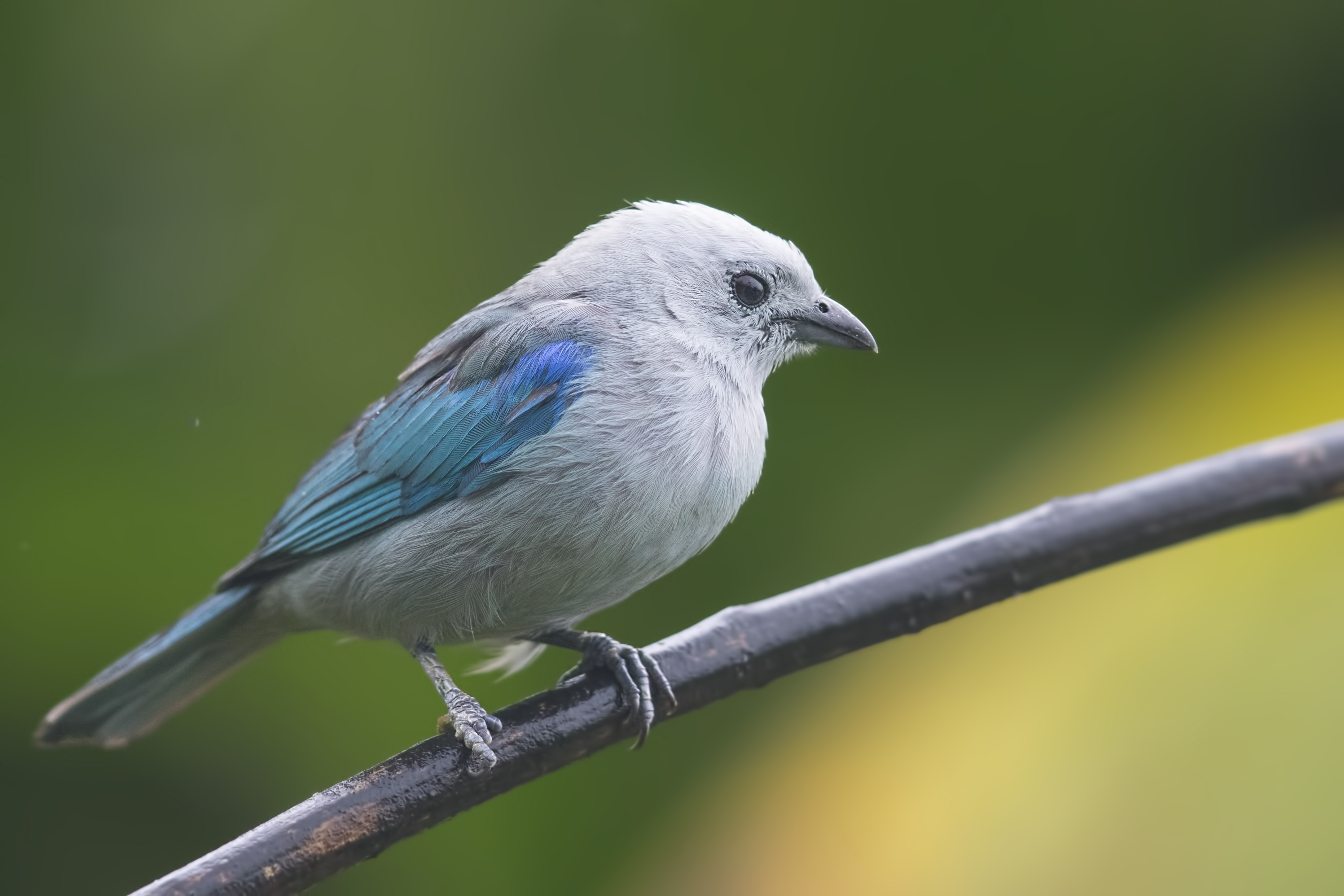 Blue-gray Tanager
