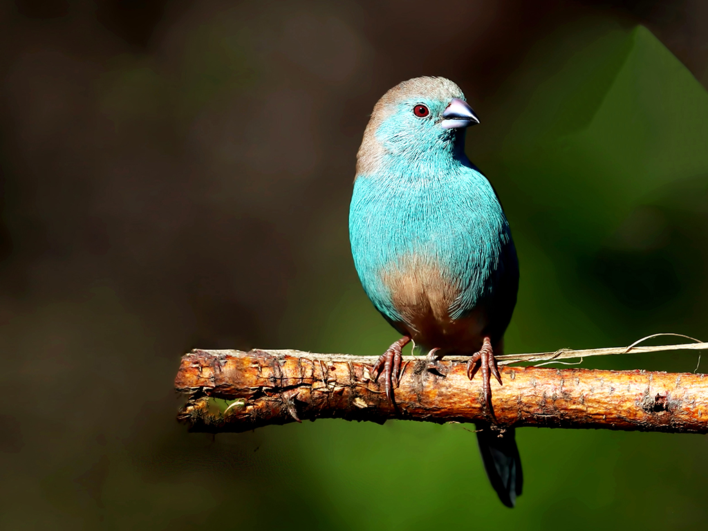 Southern Cordonbleu