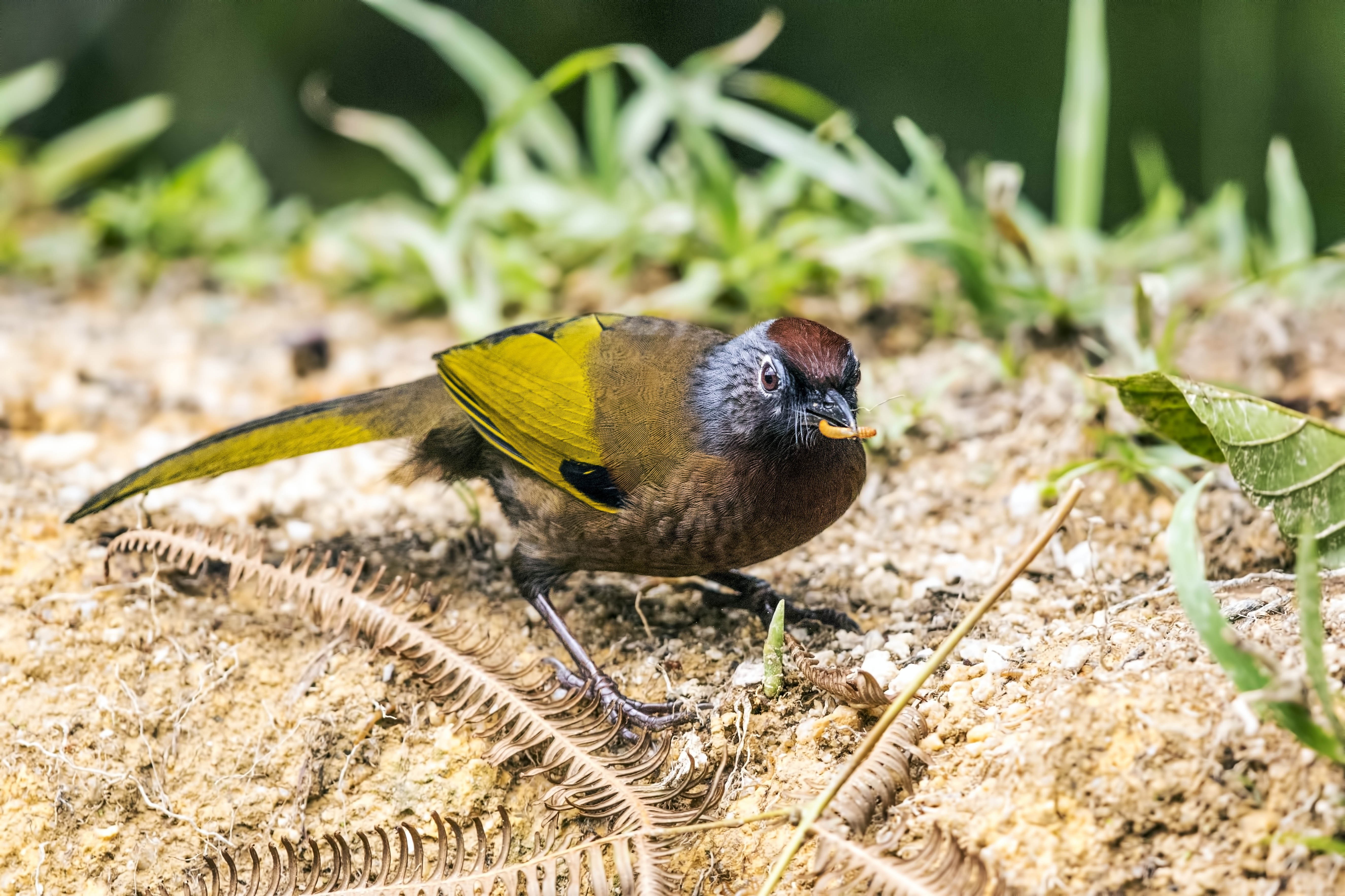 Malayan Laughingthrush — Ana fotoğraf