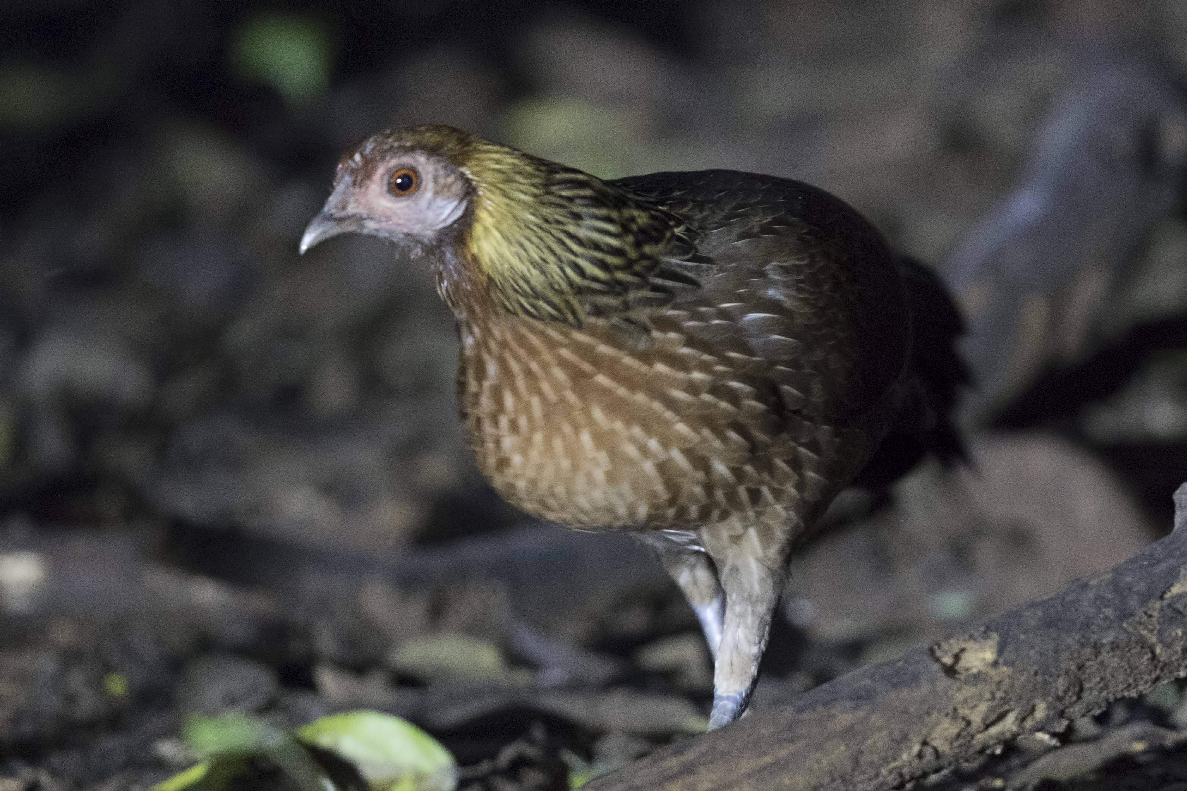 Green-legged Partridge — Ana fotoğraf