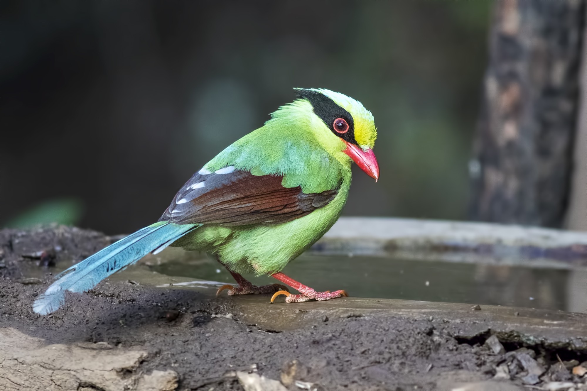 Common Green Magpie
