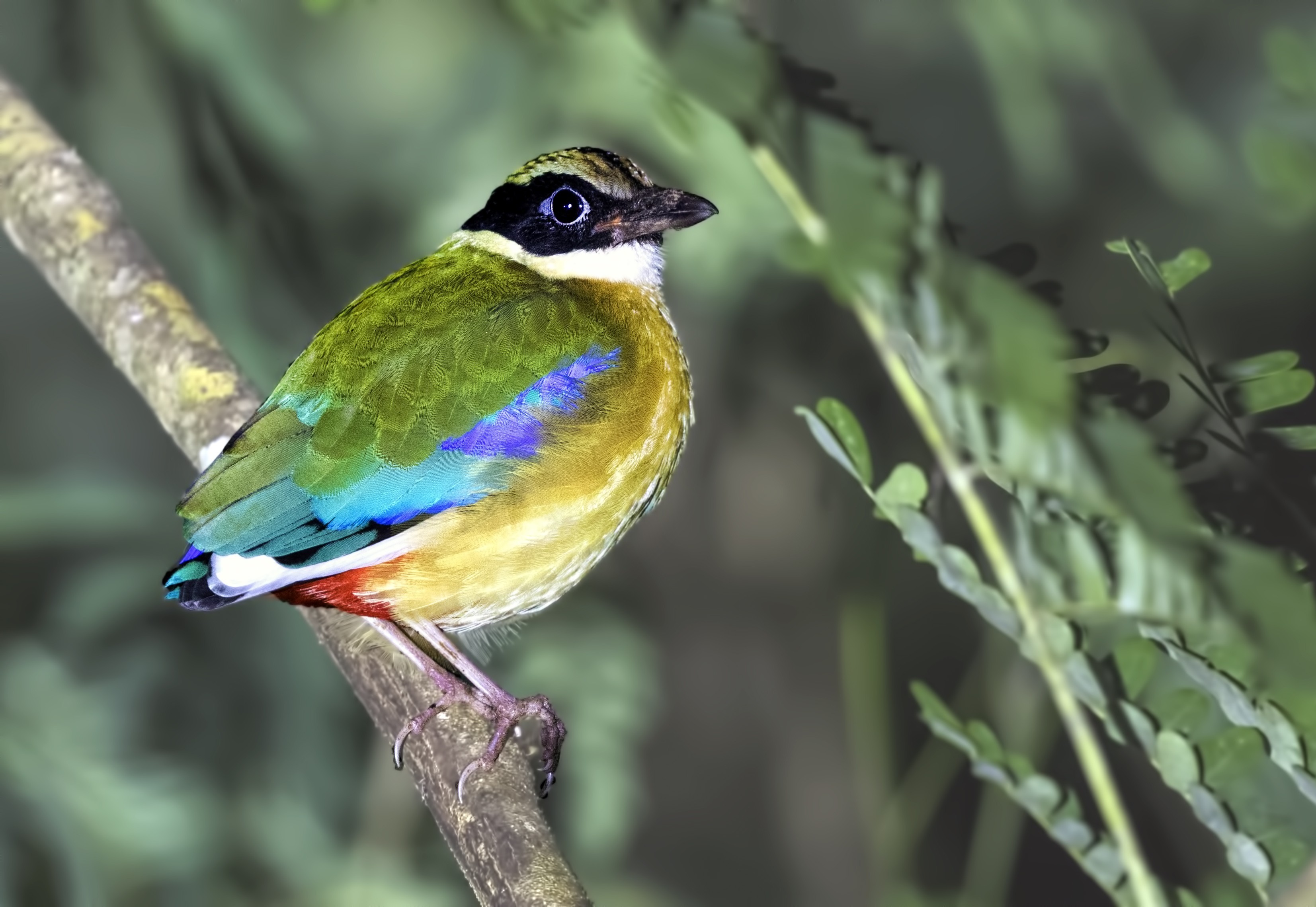 Blue-winged Pitta