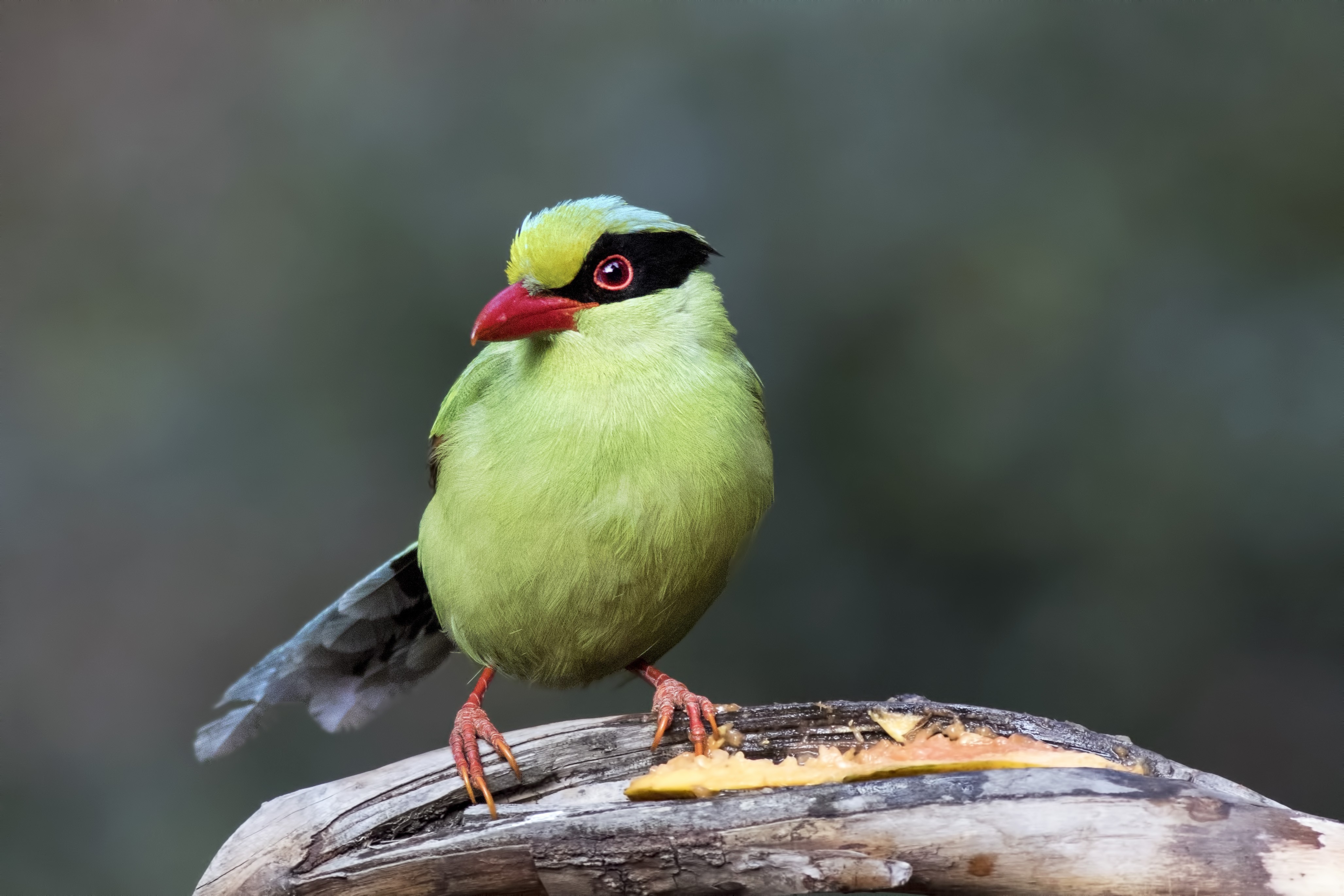 Common Green Magpie