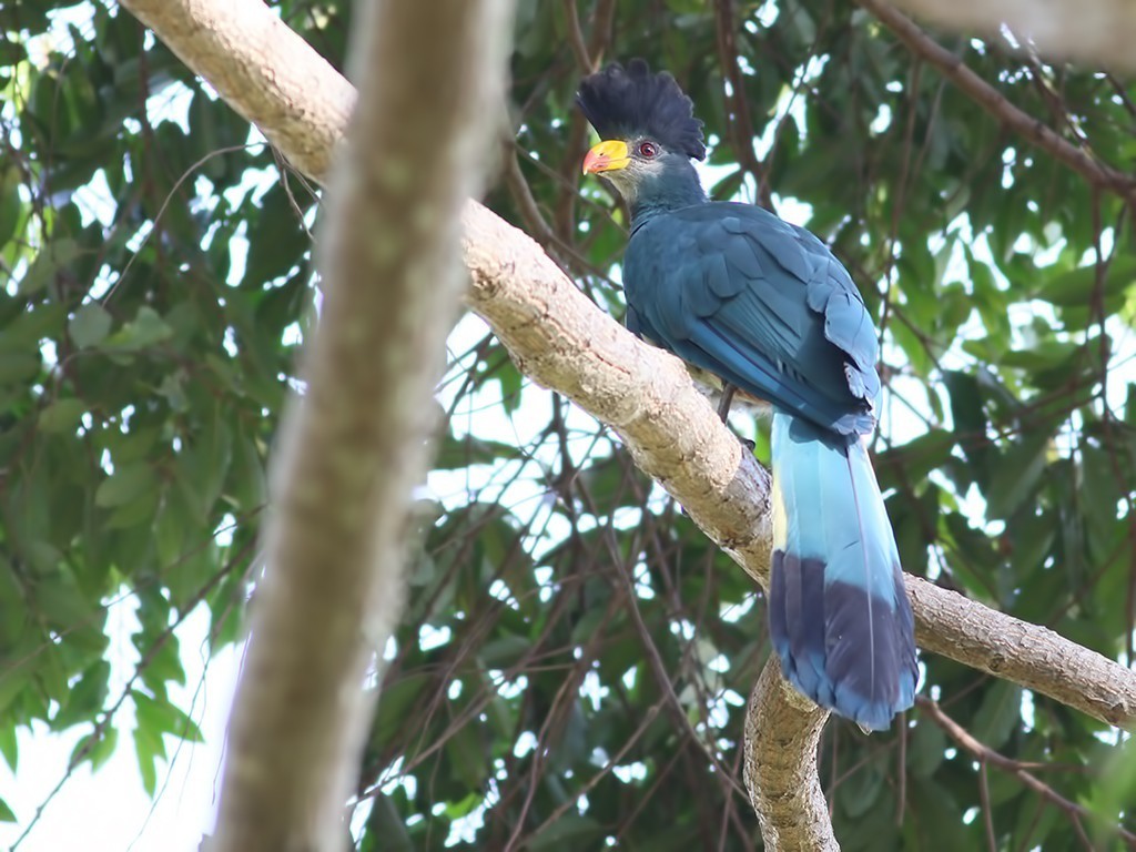 Ross's Turaco — Ana fotoğraf