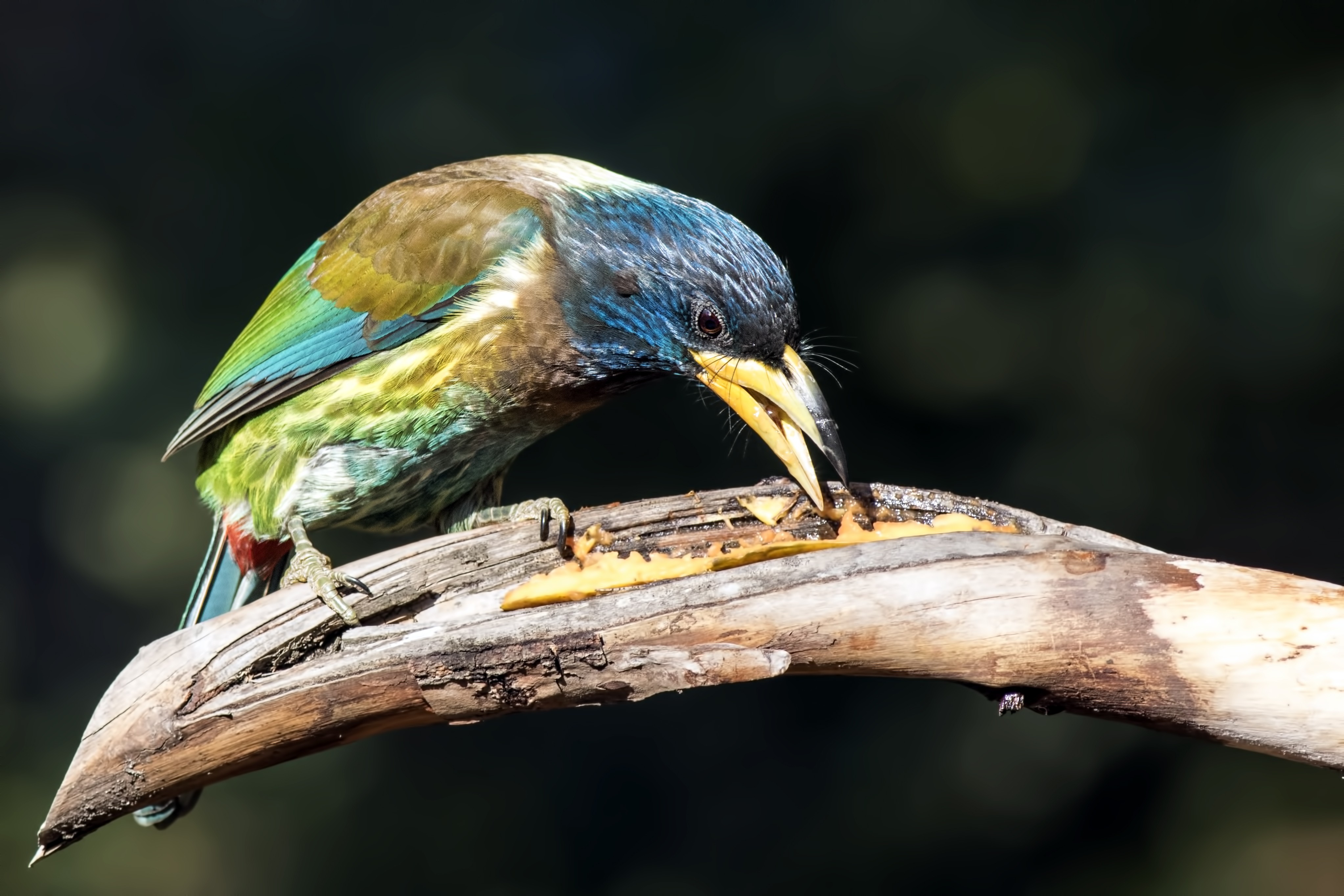 Great Barbet — Ana fotoğraf