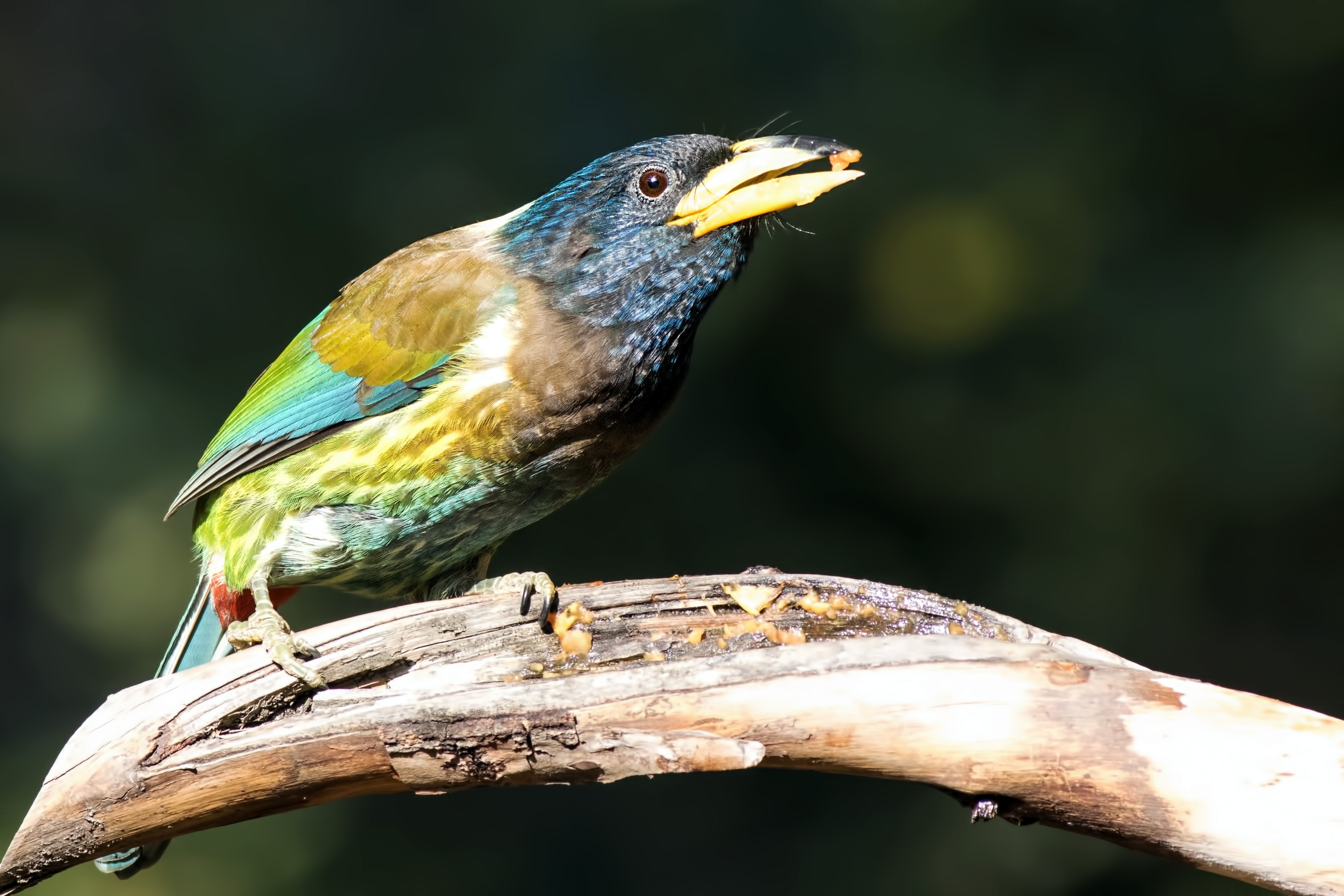 Great Barbet