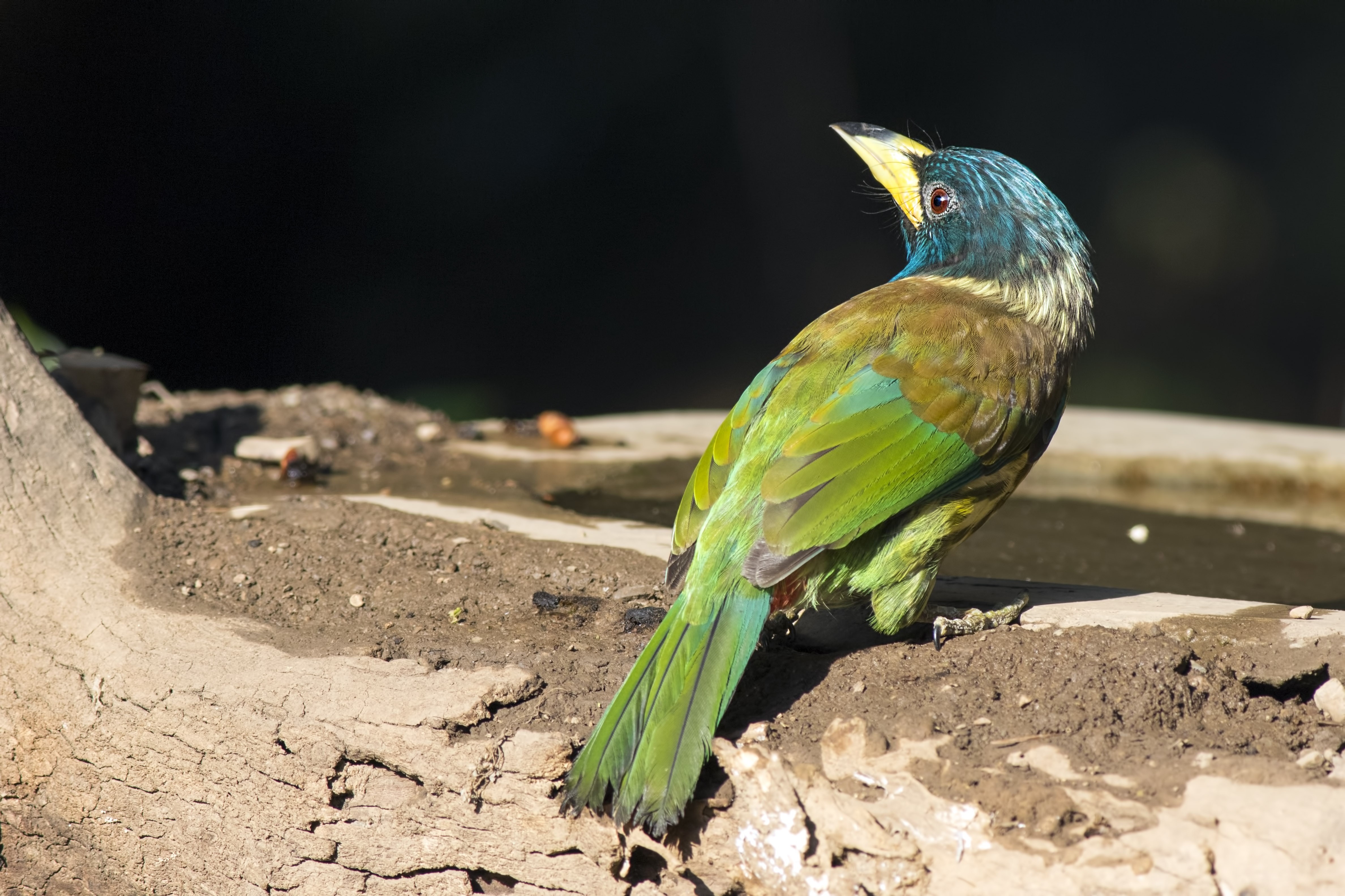 Great Barbet