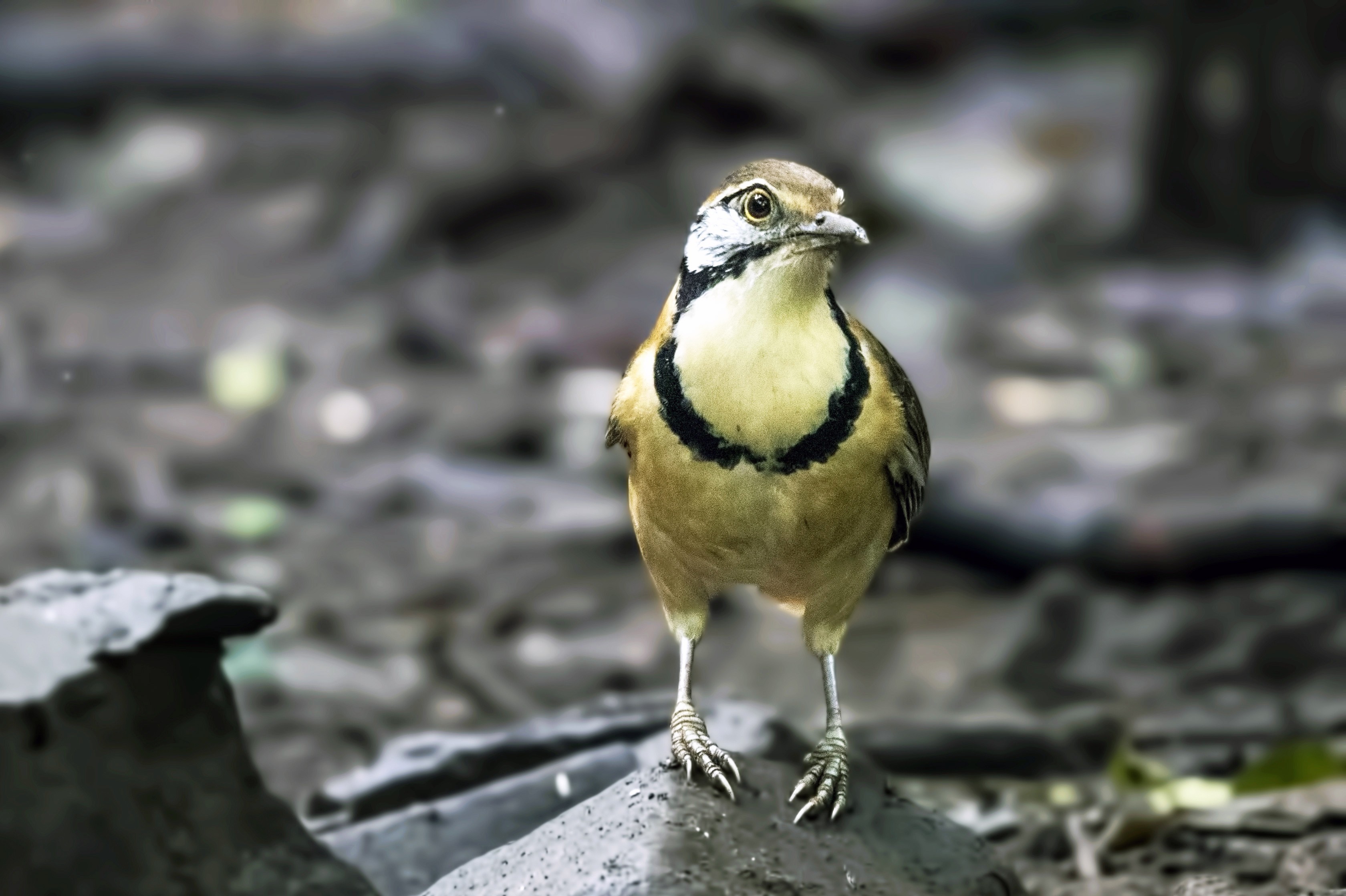 Greater Necklaced Laughingthrush — Ana fotoğraf