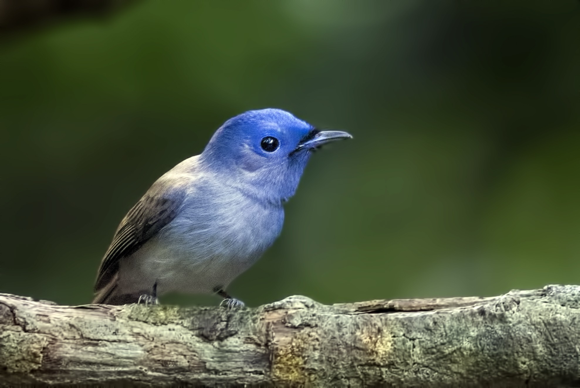 Hill Blue-flycatcher — Ana fotoğraf
