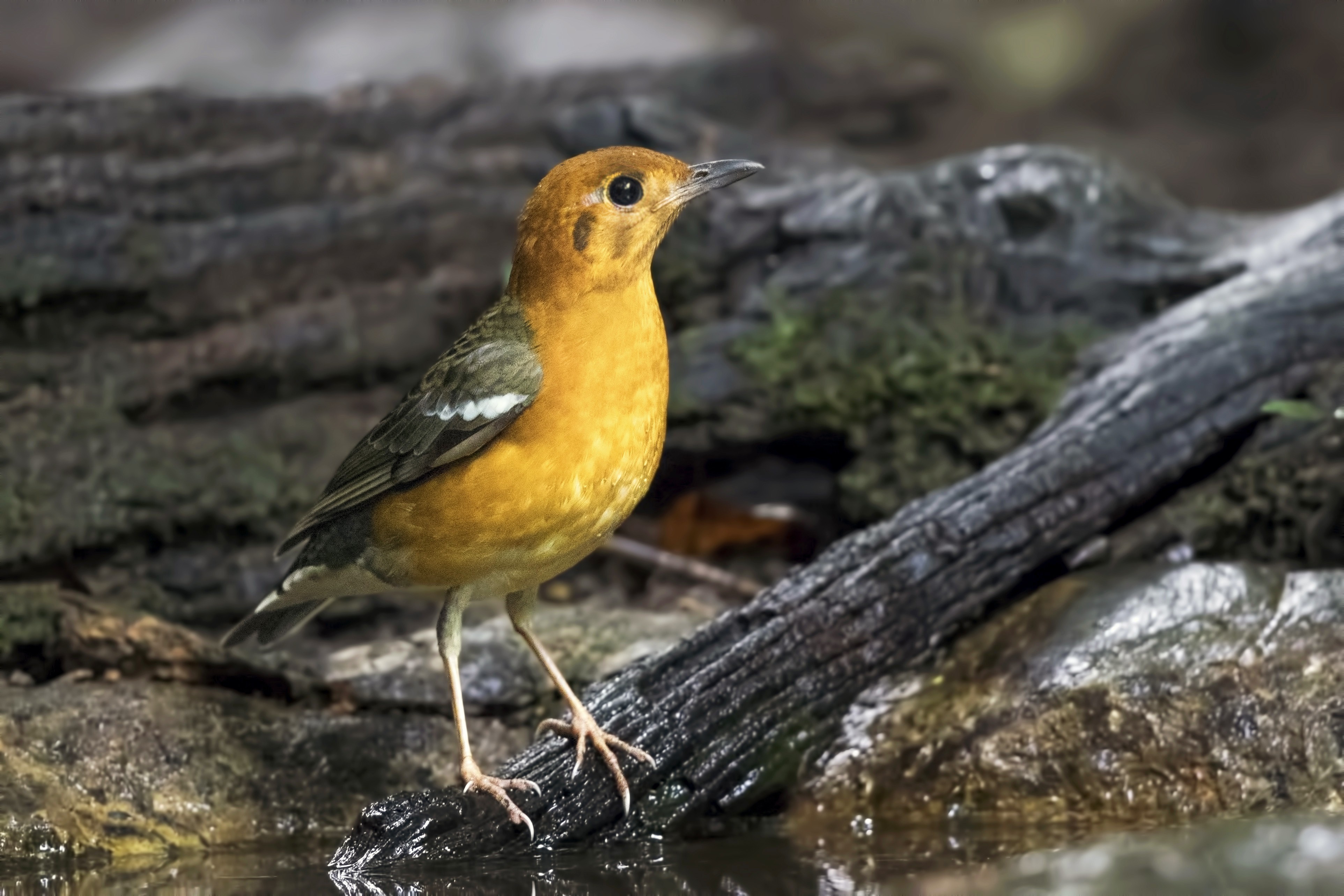 Orange-headed Thrush — Ana fotoğraf