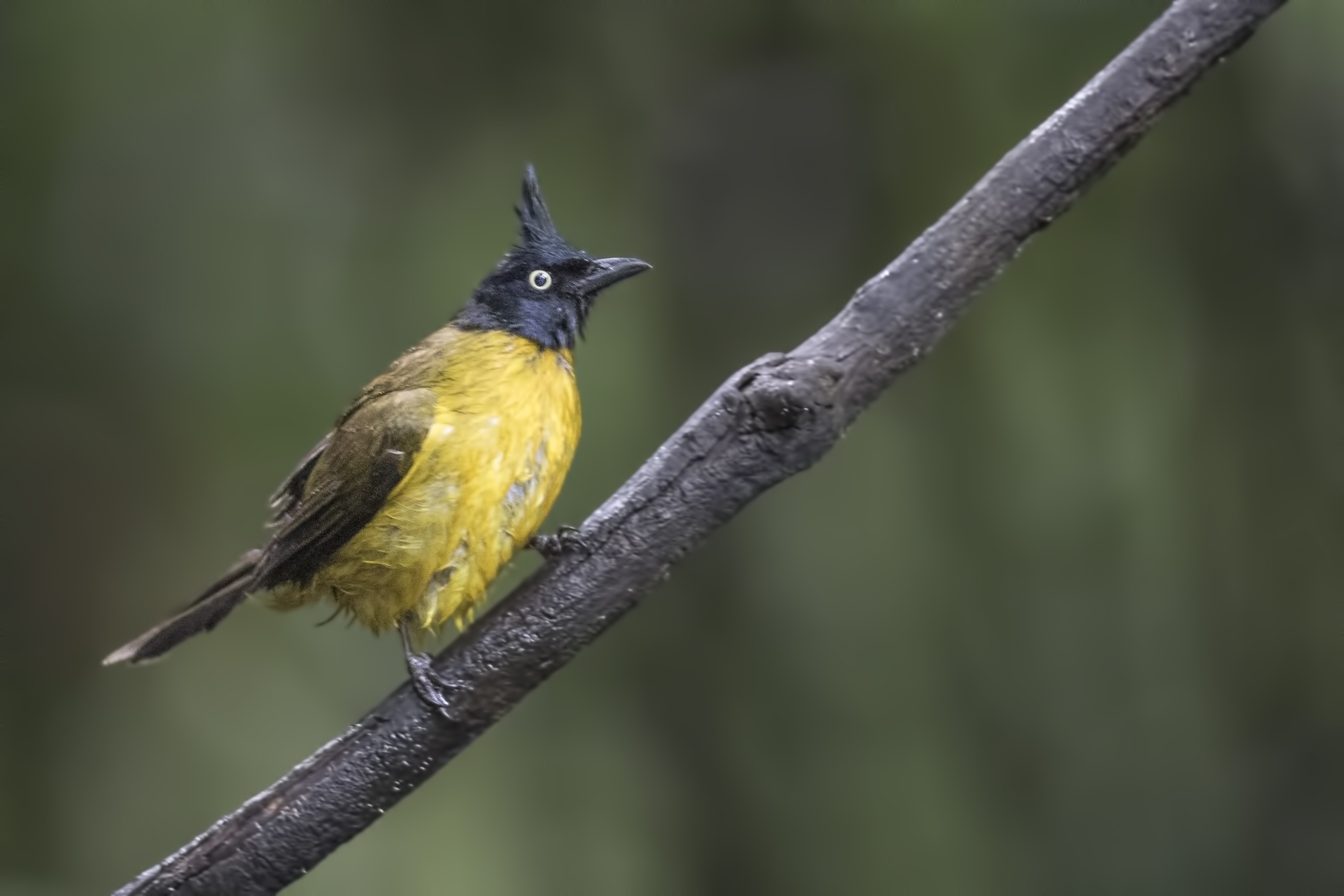 Black-crested Bulbul