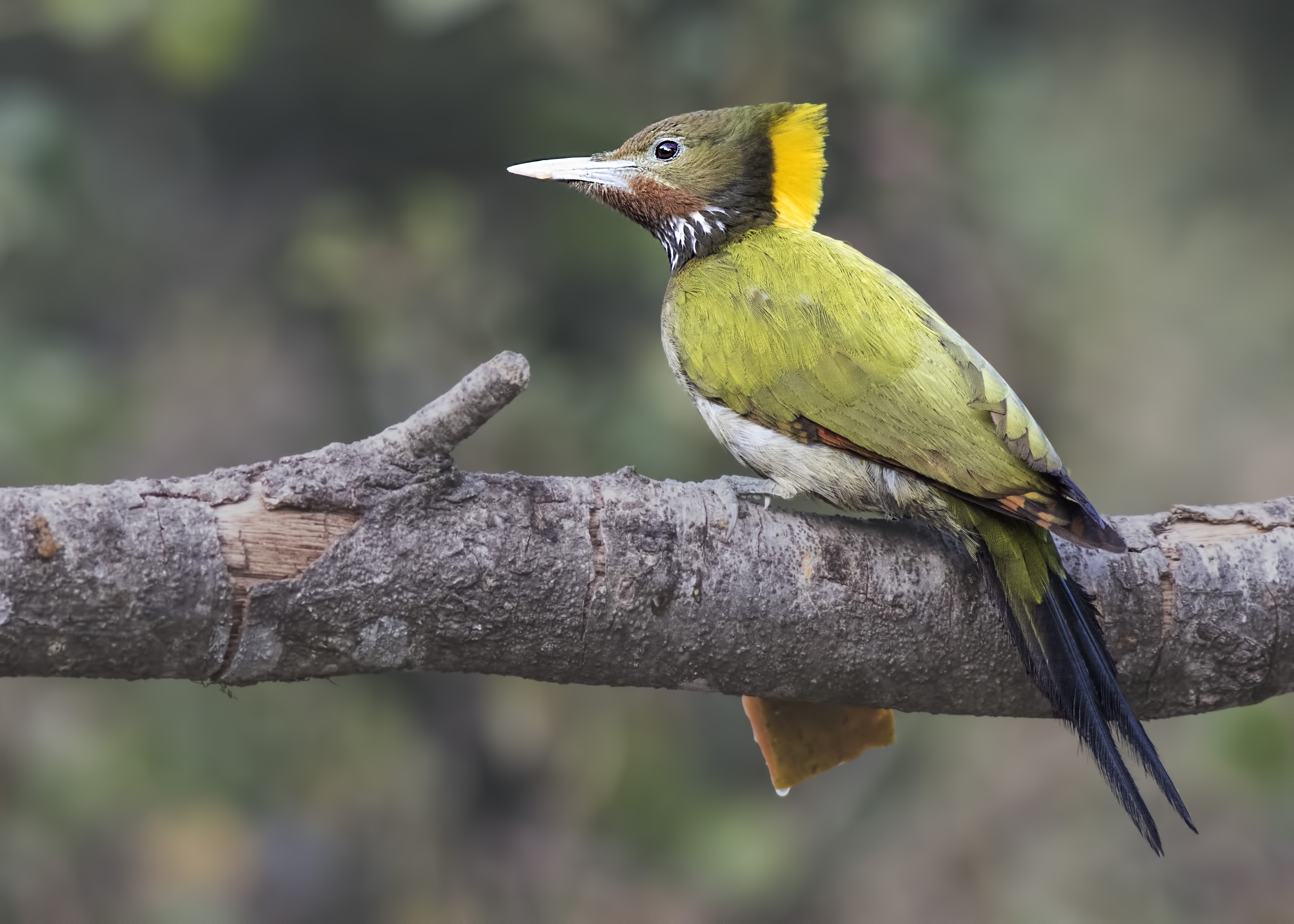 Greater Yellownape — Ana fotoğraf