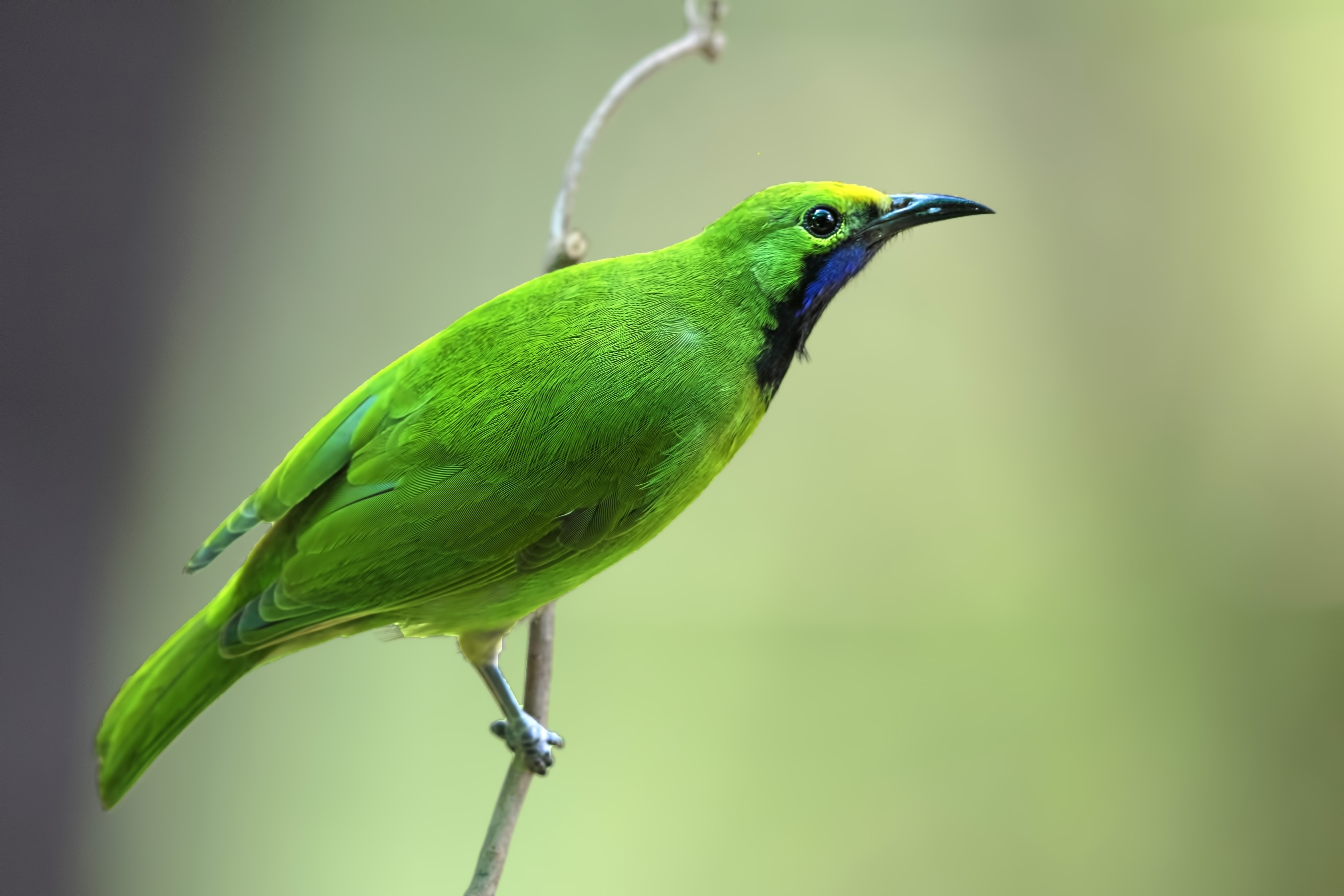 Lesser Green Leafbird — Ana fotoğraf