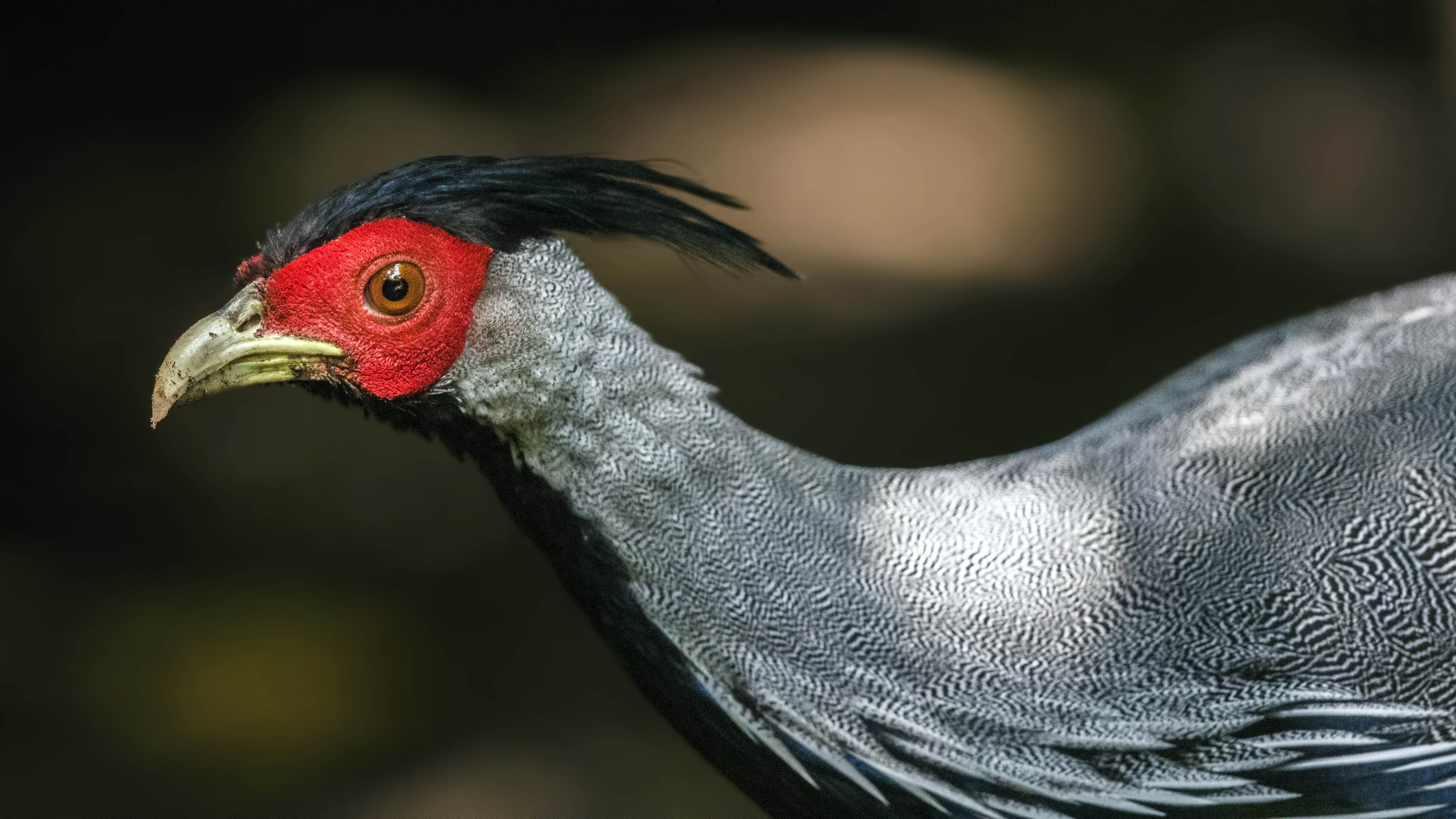 Kalij Pheasant — Ana fotoğraf
