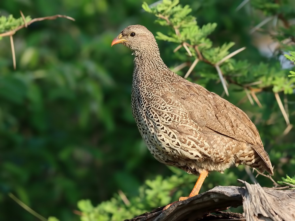 Orange River Francolin — Ana fotoğraf