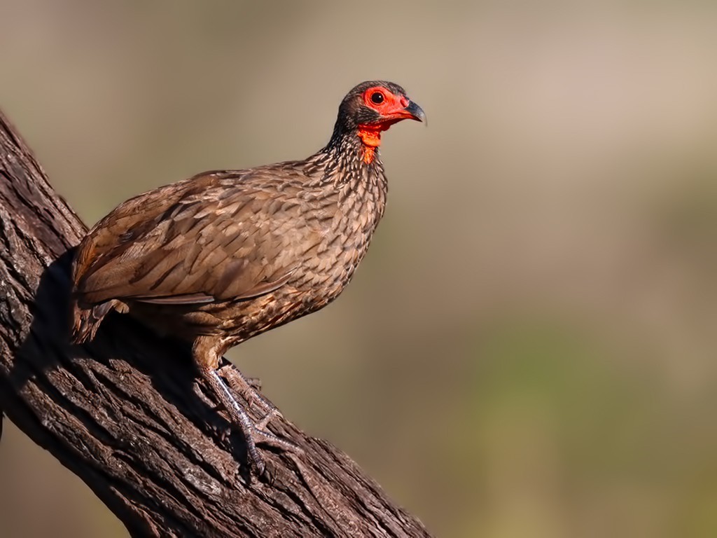 Swainson's Francolin