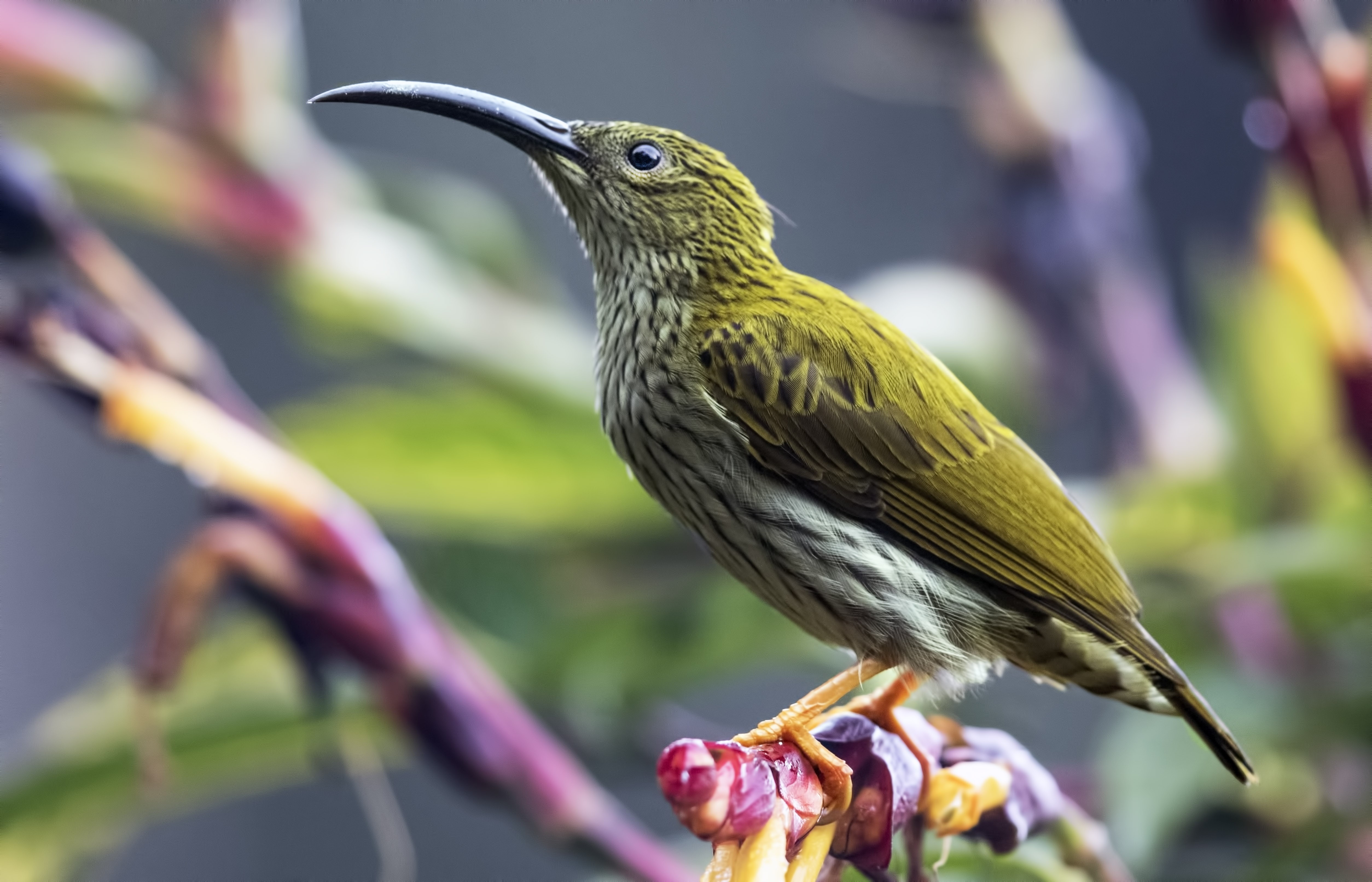 Streaked Spiderhunter