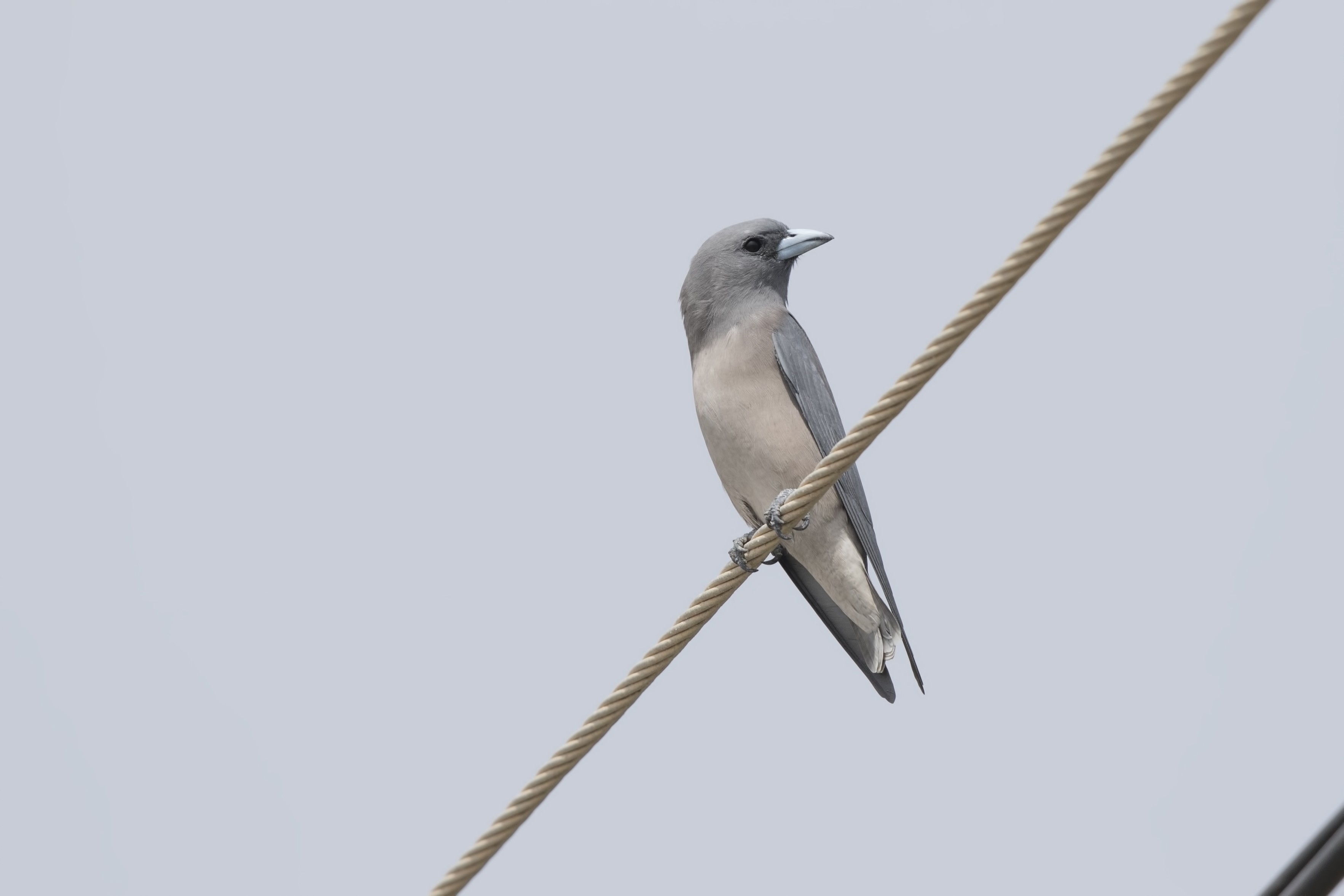 Ashy Woodswallow — Ana fotoğraf