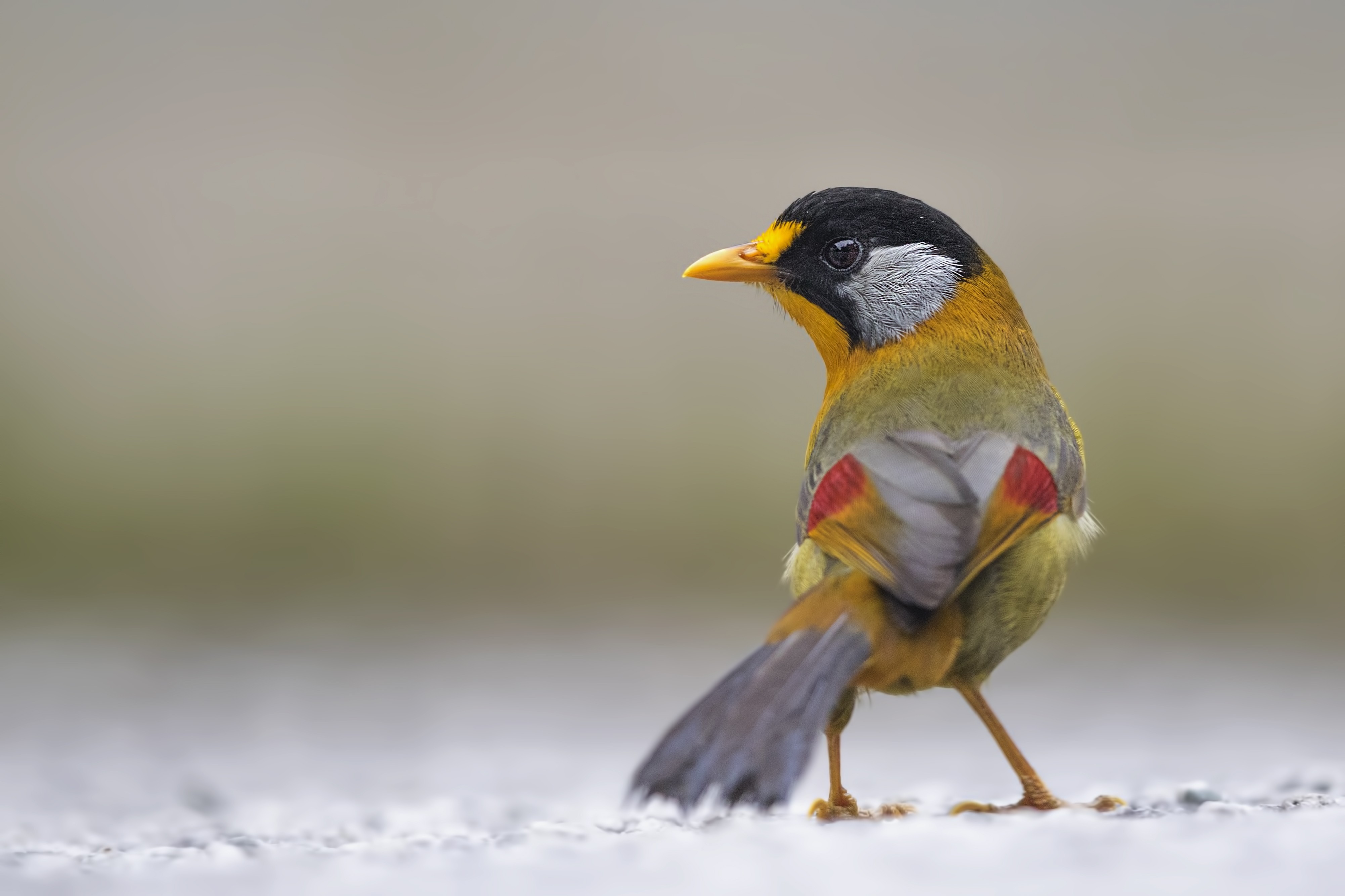 Silver-eared Mesia — Ana fotoğraf