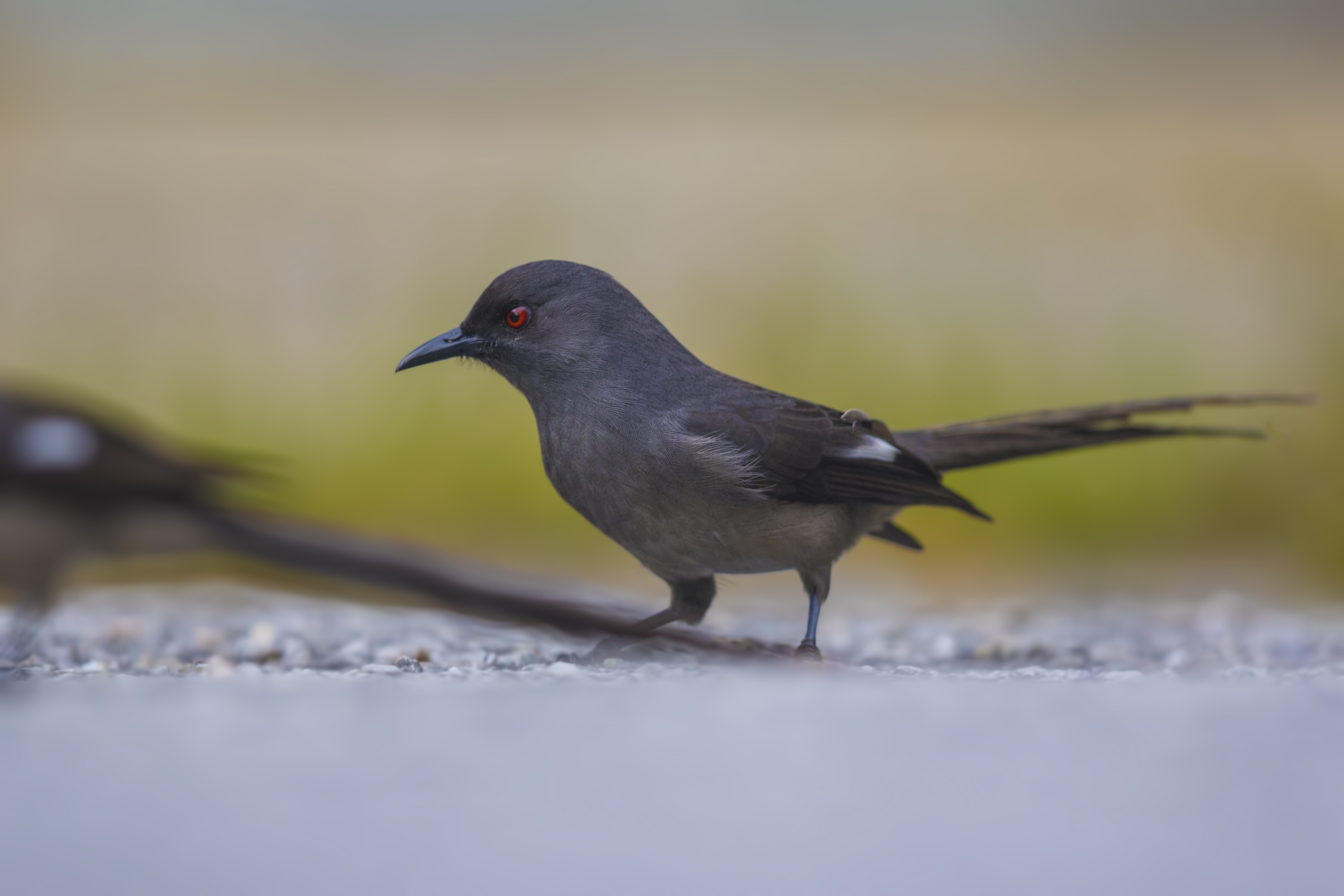 Long-tailed Sibia — Ana fotoğraf