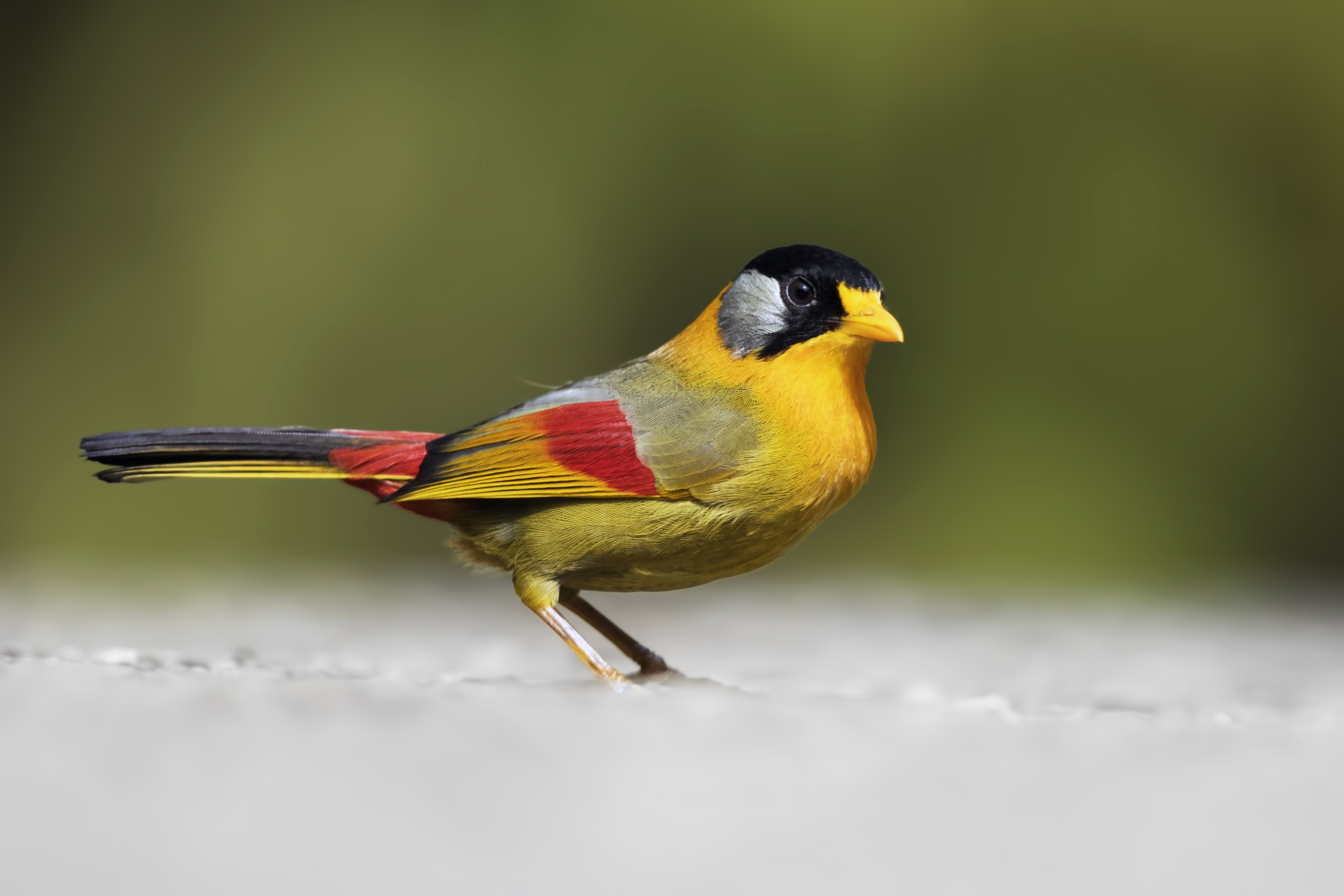 Silver-eared Mesia — Ana fotoğraf