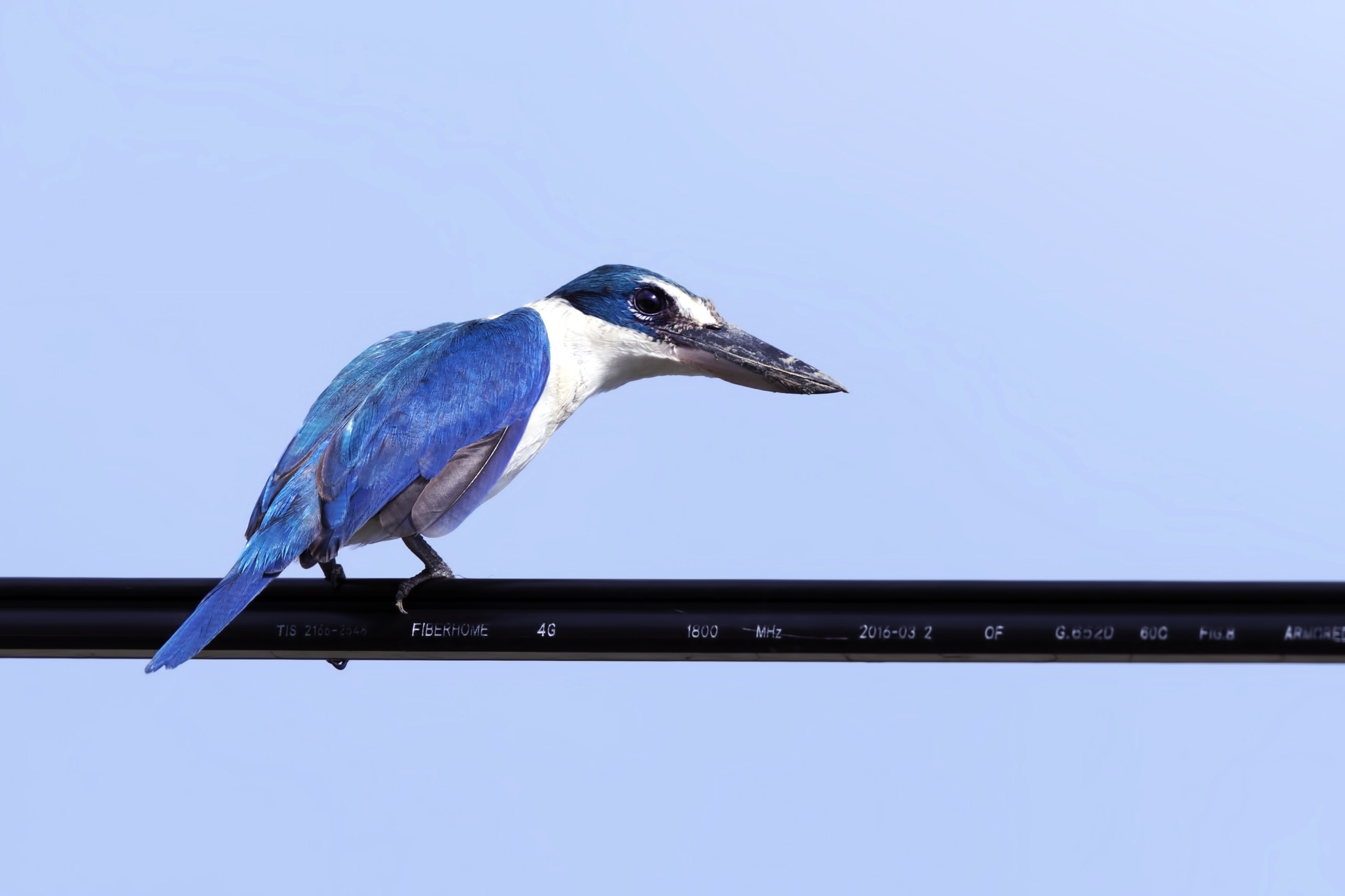 Collared Kingfisher