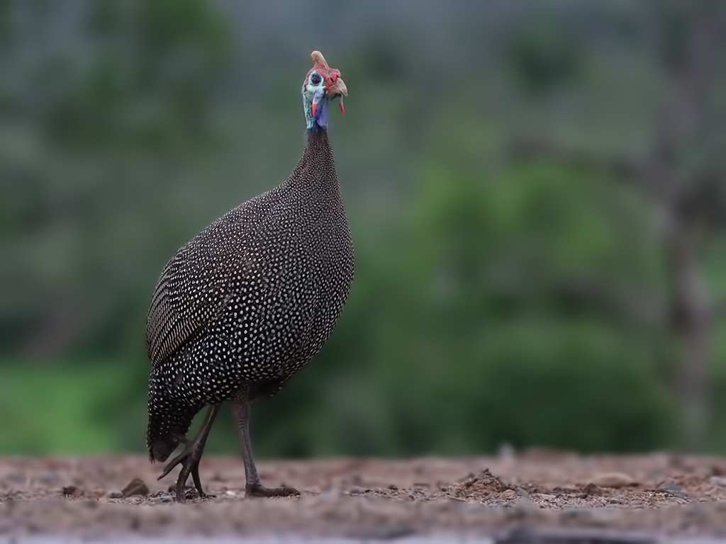 Helmeted Guineafowl — Ana fotoğraf