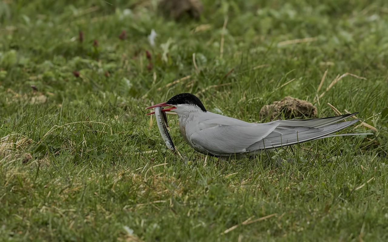 Arctic Tern — Ana fotoğraf