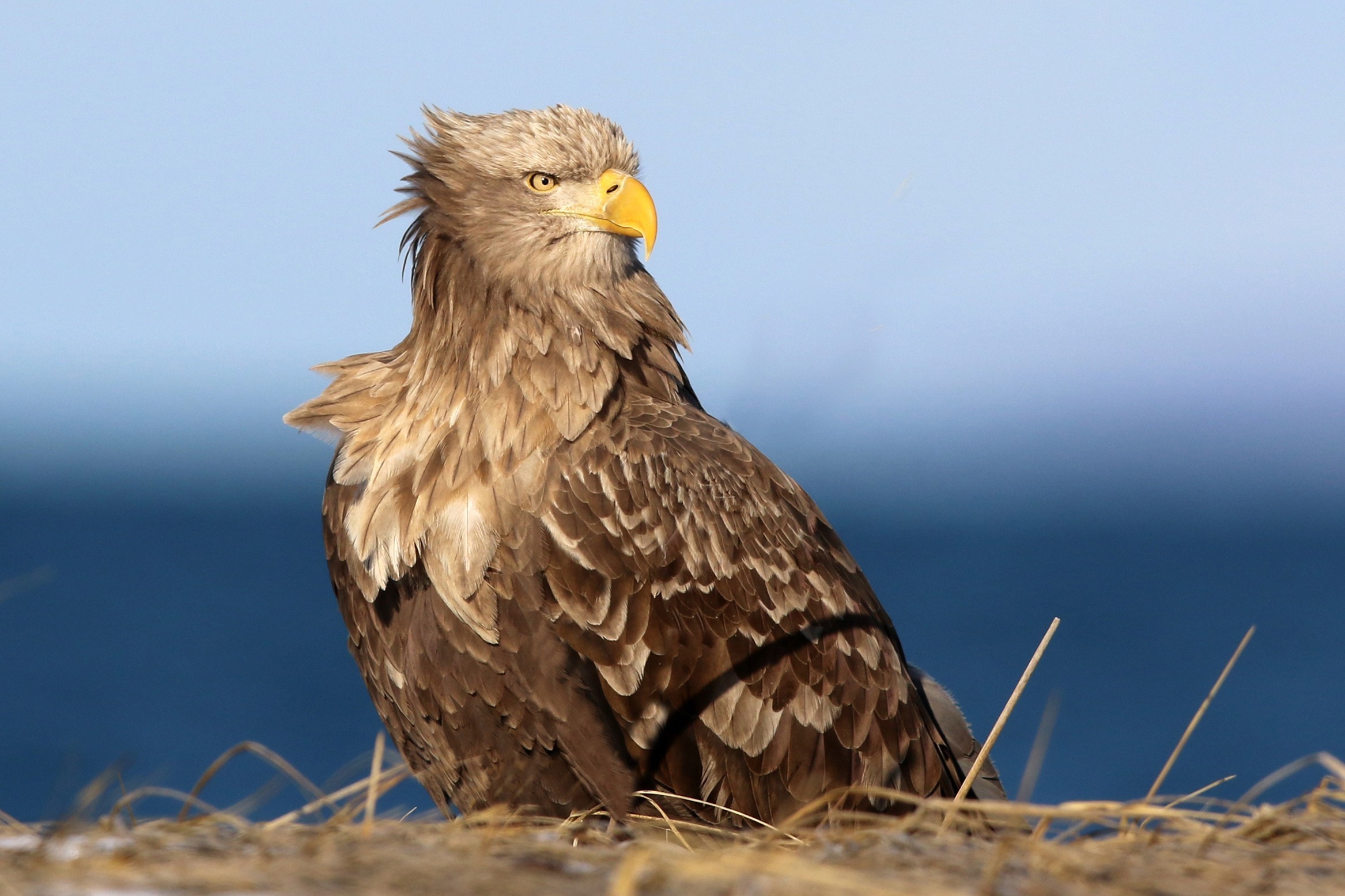 White-tailed Sea-eagle
