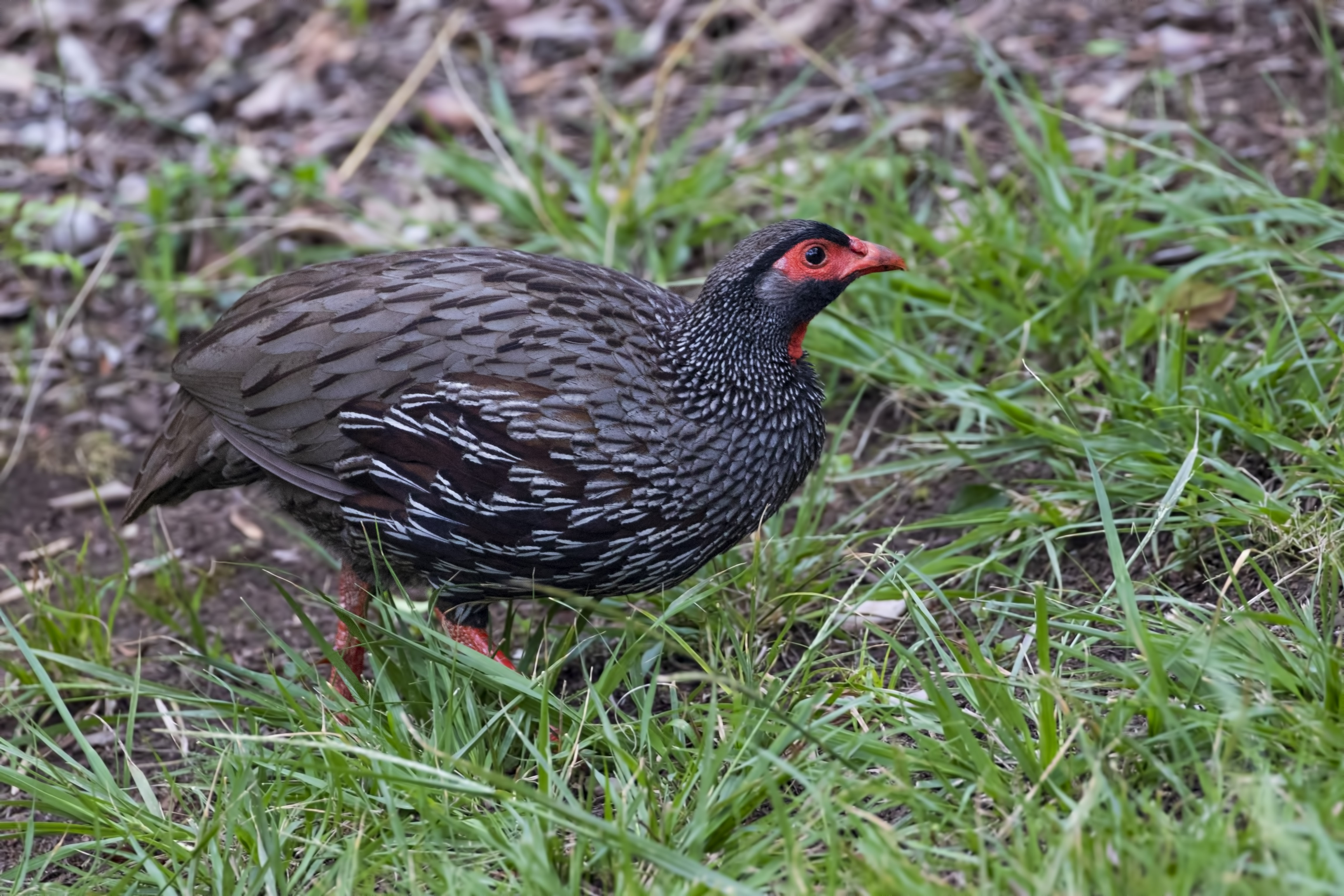 Red-necked Francolin