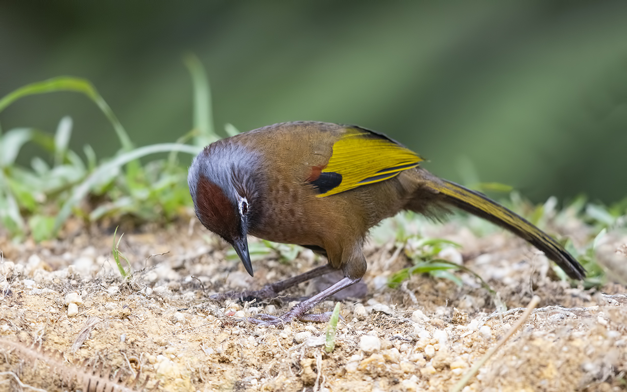 Malayan Laughingthrush