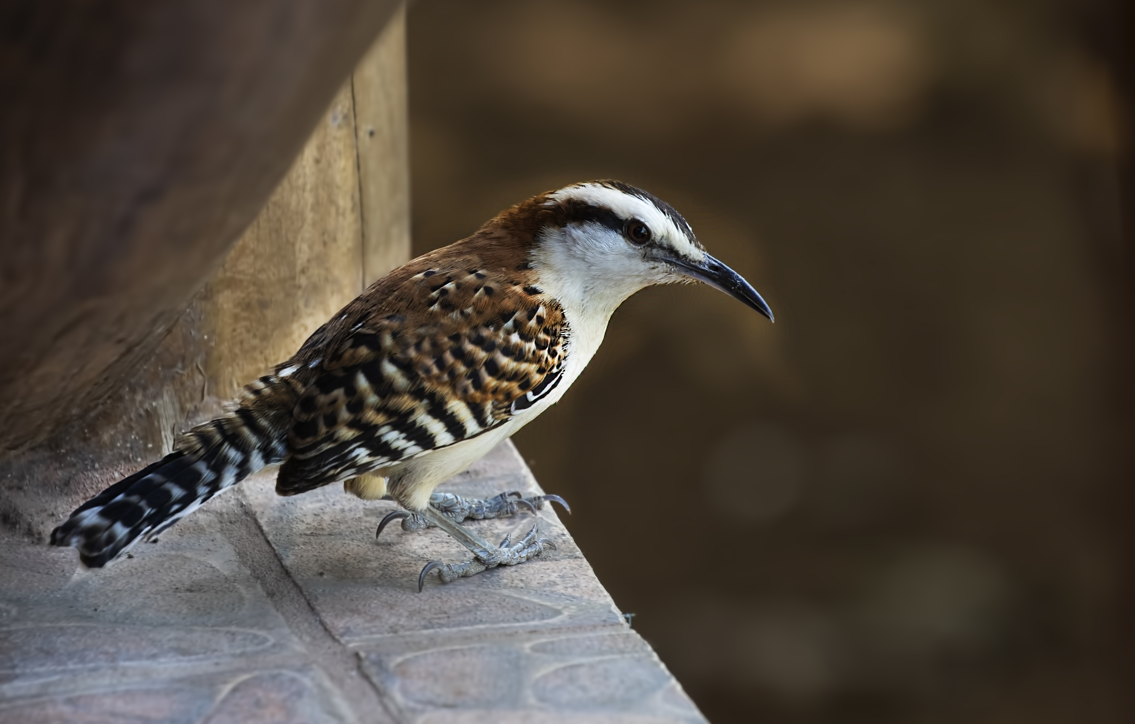 Rufous-naped Wren — Ana fotoğraf